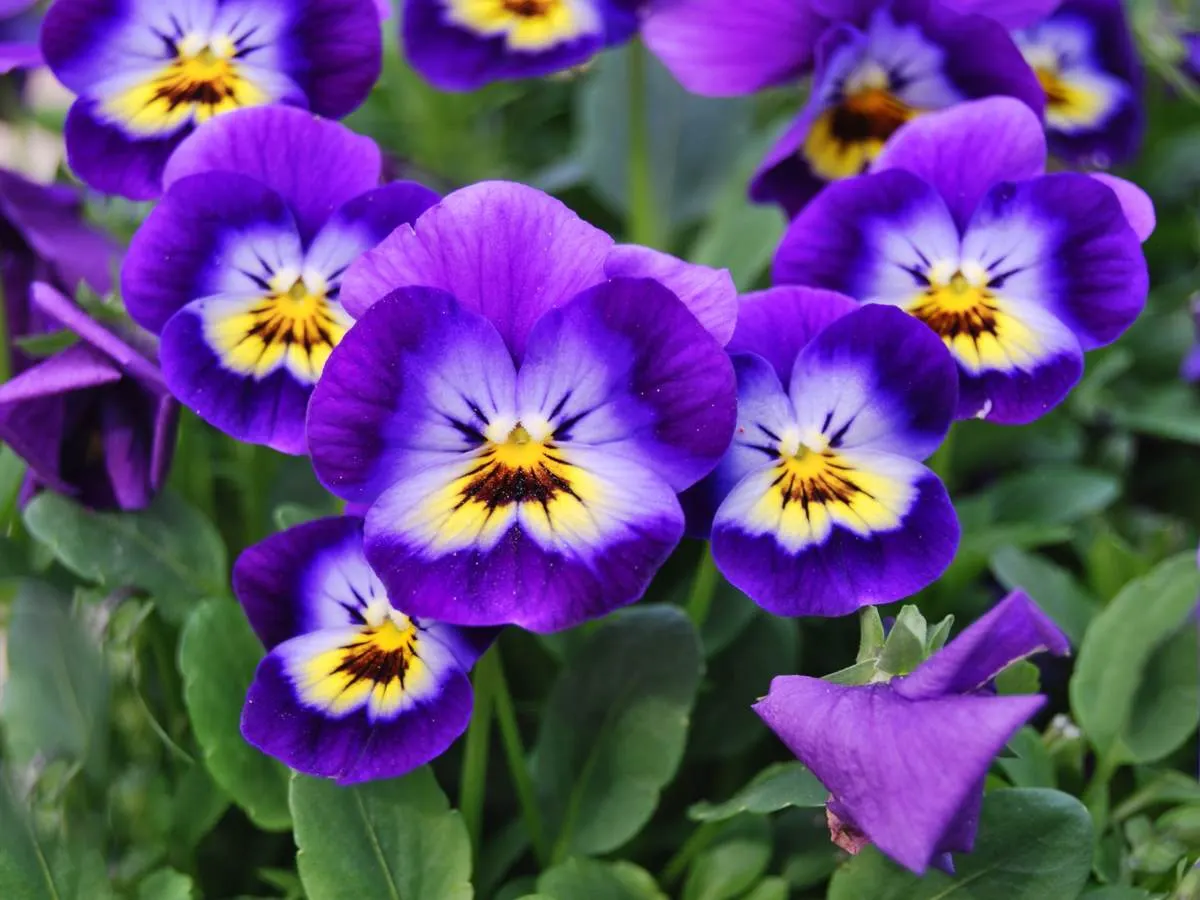 Tufted Pansy (Viola Cornuta) — These hardy plants often withstand light foot traffic and can enliven path edges with their cheerful blossoms