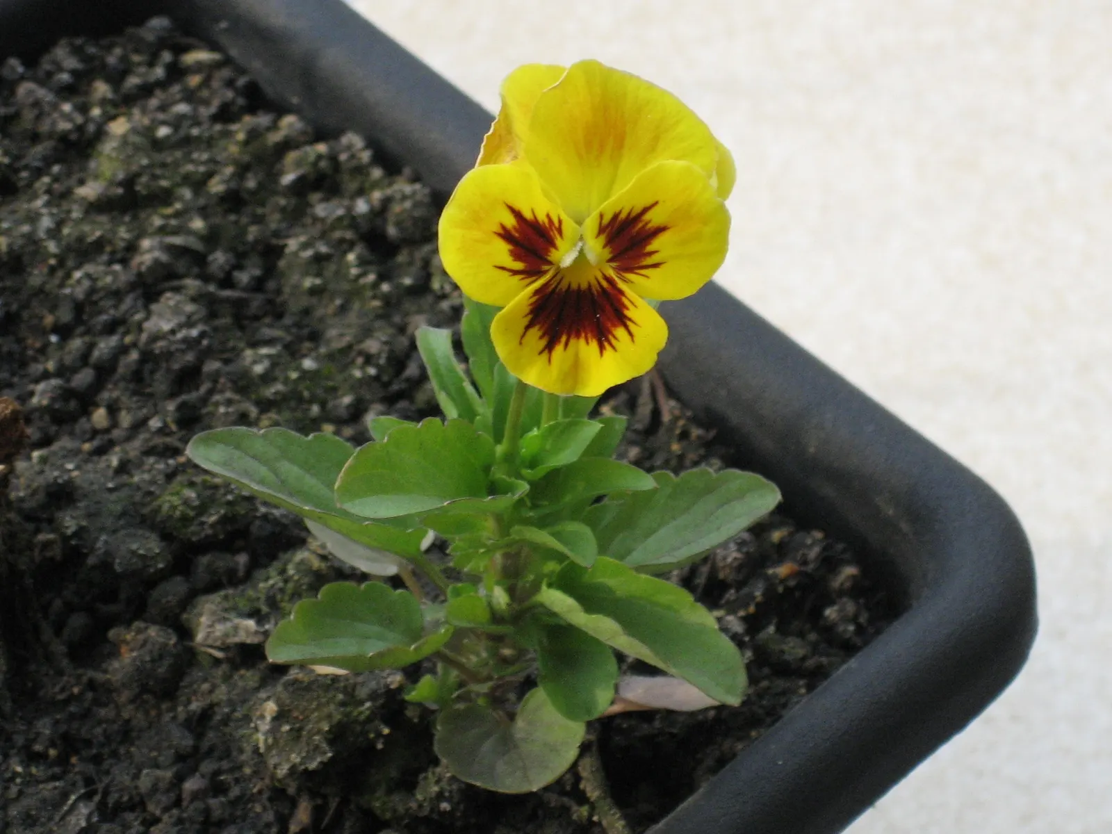Tufted Pansy (Viola Cornuta) — or as an underplanting for taller species; each blossom spans about 1 to 1.5 inches across and presents a delightful, image 88