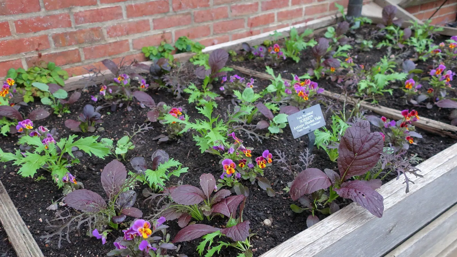Tufted Pansy (Viola Cornuta) — which offers a continuous display of charming flowers; flower colors range from deep violet and blue to white, image 92
