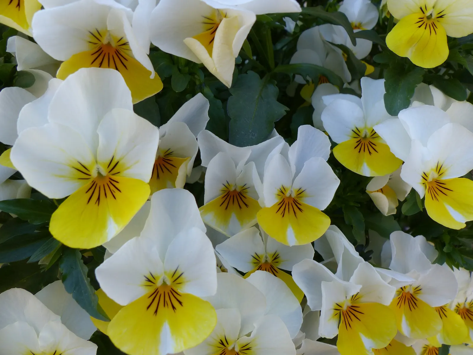 Tufted Pansy (Viola Cornuta) — typically reaching 6-12 inches in height and spreading around 10-12 inches
