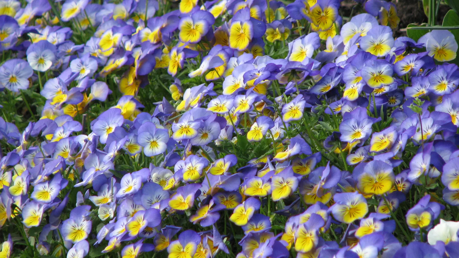 Tufted Pansy (Viola Cornuta) — often with a characteristic "face" pattern; its compact size and continuous flowering make it perfect for borders, containers