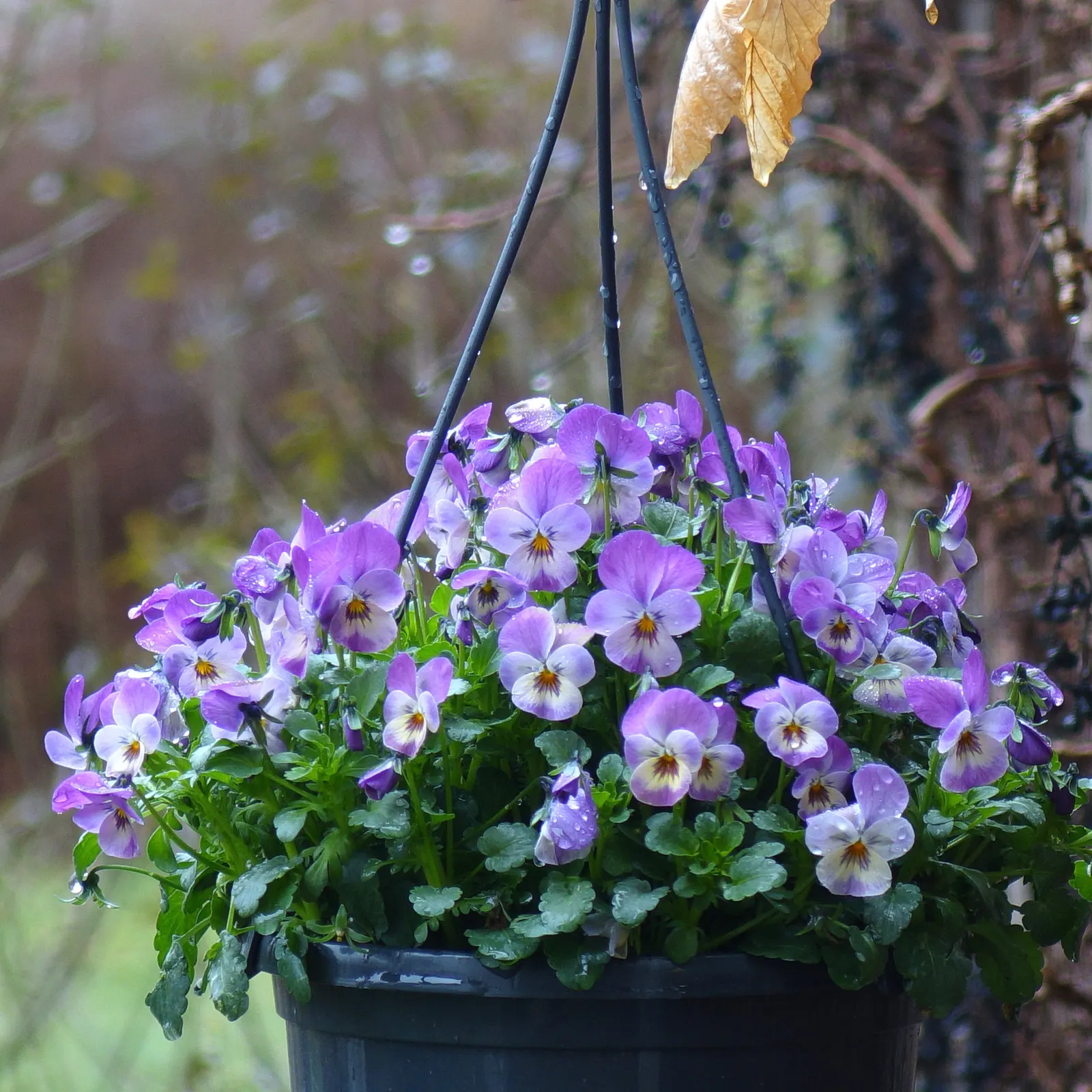 Tufted Pansy (Viola Cornuta) — The Tufted Pansy (Viola cornuta) is a low-growing perennial with a mounding habit; this plant prefers partial to, image 105