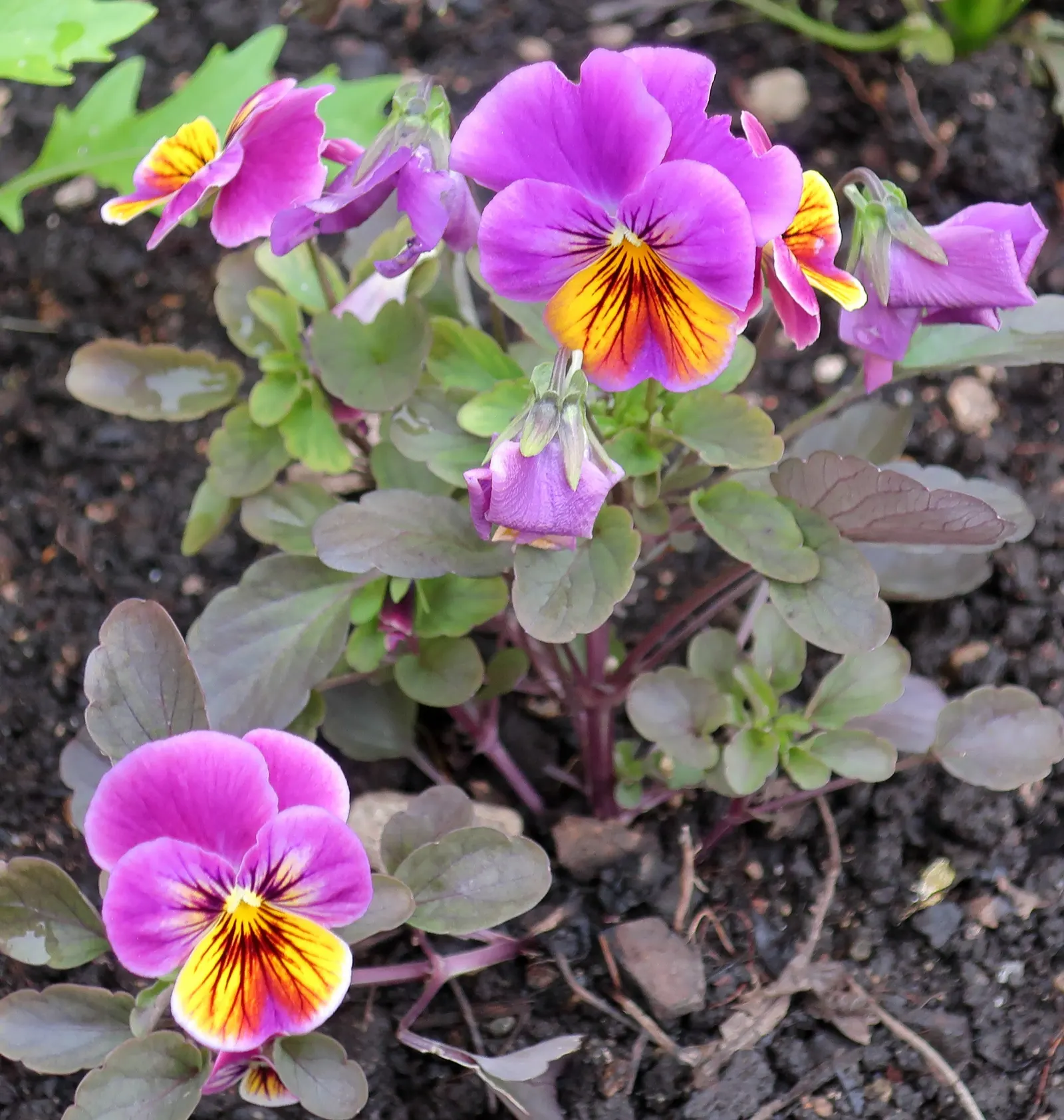 Tufted Pansy (Viola Cornuta) — With a moderate growth rate and low maintenance requirements
