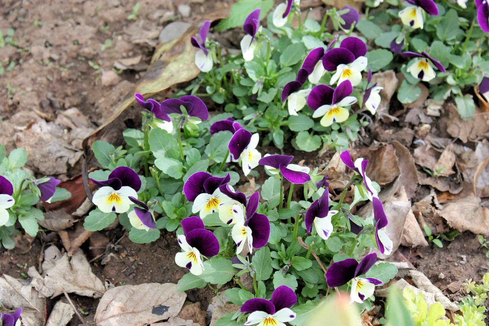 Tufted Pansy (Viola Cornuta) — It showcases a profusion of charming, horned blooms in a variety of colors from spring through fall; with many, image 107
