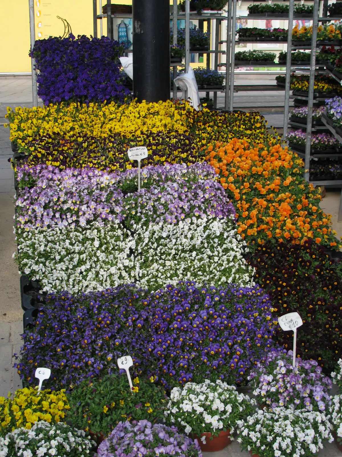 Tufted Pansy (Viola Cornuta) — It showcases a profusion of charming, horned blooms in a variety of colors from spring through fall; with many, image 55
