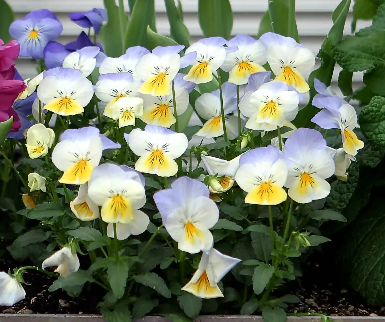 Tufted Pansy (Viola Cornuta) — This plant prefers partial to full sun exposure and well-draining soil; annual / perennial with blue and gold and, image 108