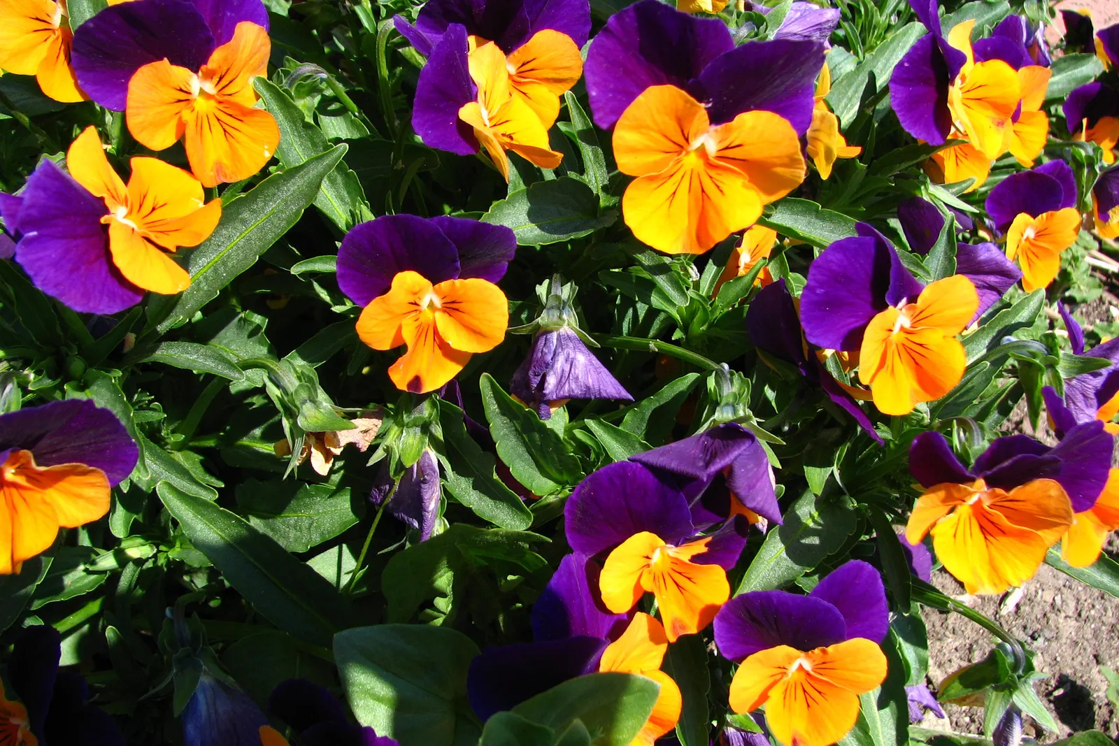 Tufted Pansy (Viola Cornuta) — annual / perennial for full or half