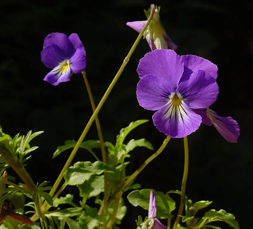 Tufted Pansy (Viola Cornuta) — Its compact size and continuous flowering make it perfect for borders, containers, and underplanting shrubs, image 109