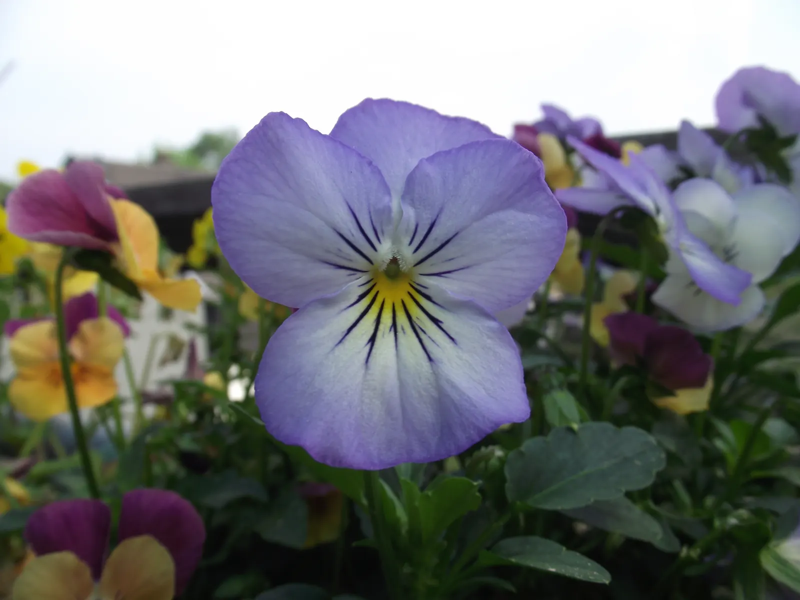 Tufted Pansy (Viola Cornuta) — They prefer partial shade but can tolerate full sun in cooler climates as long as ample moisture is provided; is a, image 98