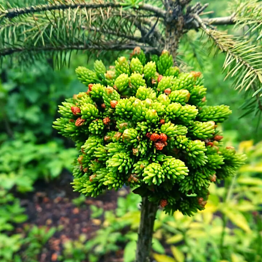 Oriental Spruce (Picea Orientalis) — purplish cones that mature to a lovely brown; this spruce variety boasts an array of petite