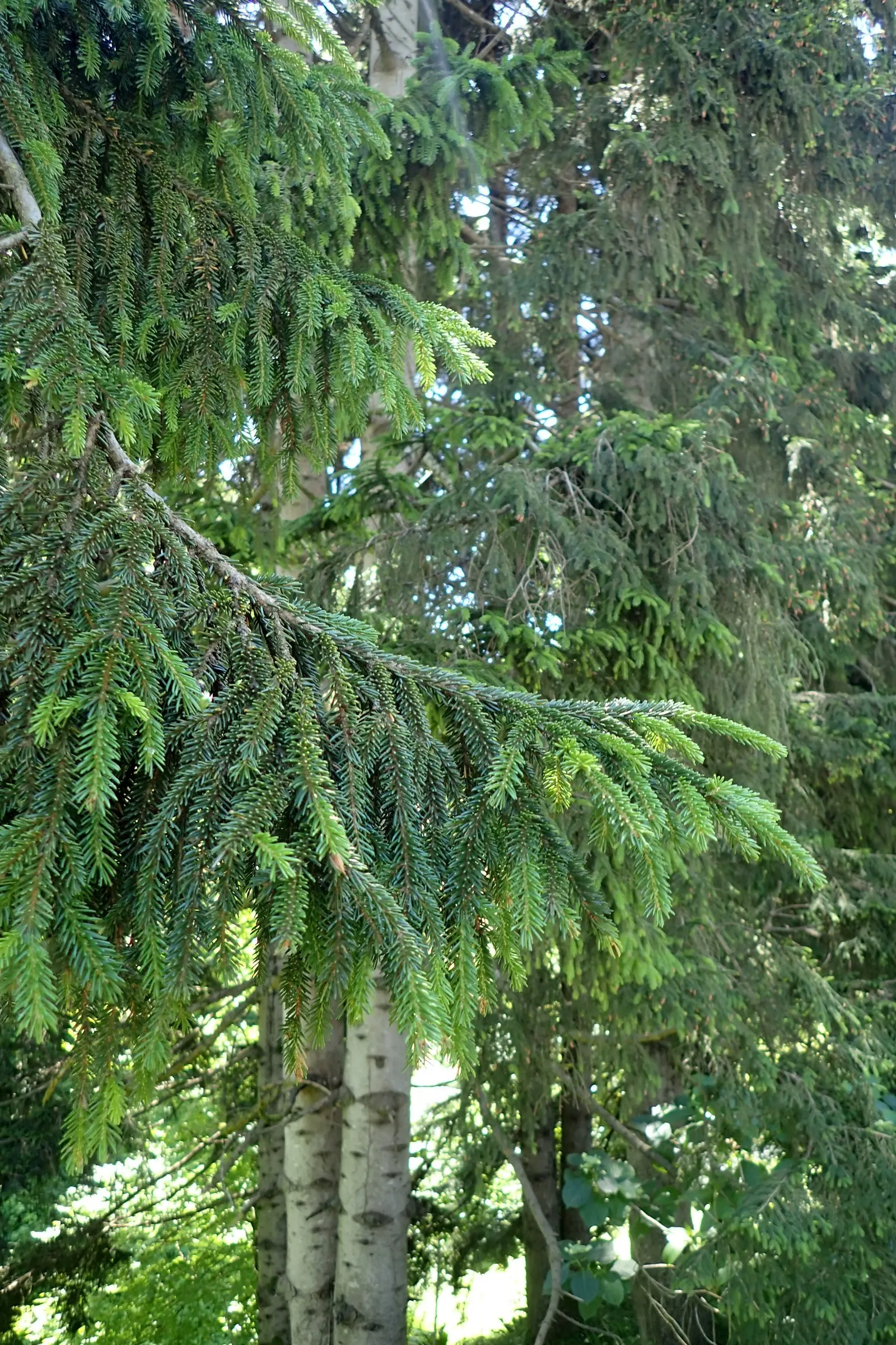 Oriental Spruce (Picea Orientalis) — Ideal for focal points and formal landscapes; conifer / tree for full or half, image 53