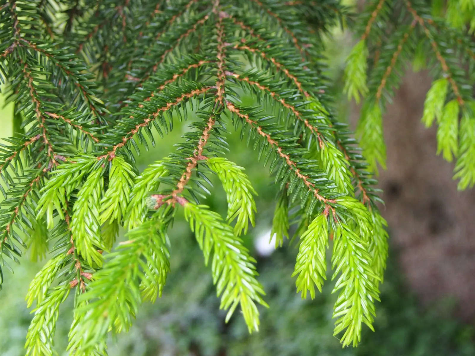 Oriental Spruce (Picea Orientalis) — is a majestic conifer that serves as an exquisite focal point in any landscape design; hailing from the, image 54