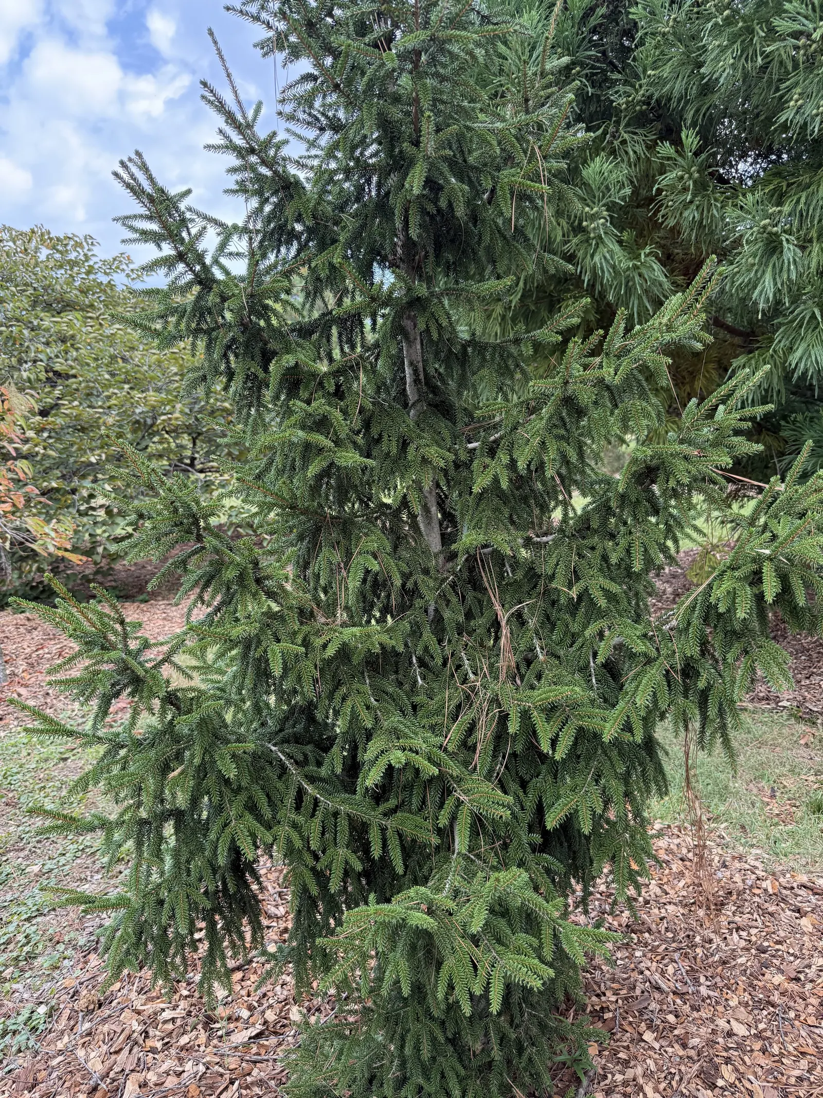 Oriental Spruce (Picea Orientalis) — this species is esteemed for its dense; ideal for focal points and formal landscapes