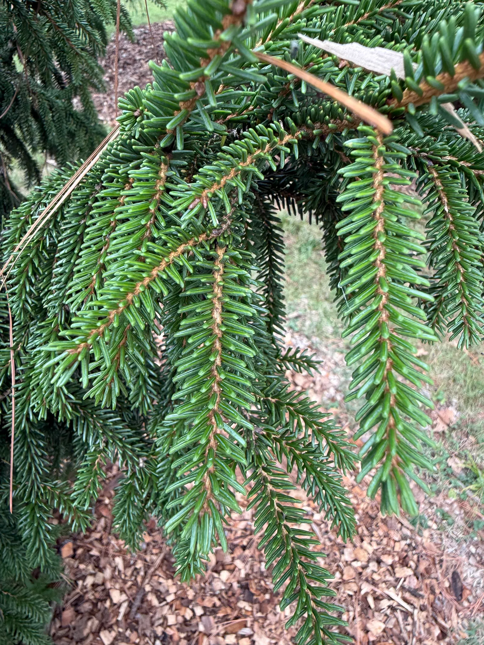 Oriental Spruce (Picea Orientalis) — Its dark green needles, measuring about 0.5 inches long, are arrayed on gracefully arching branches; purplish, image 34