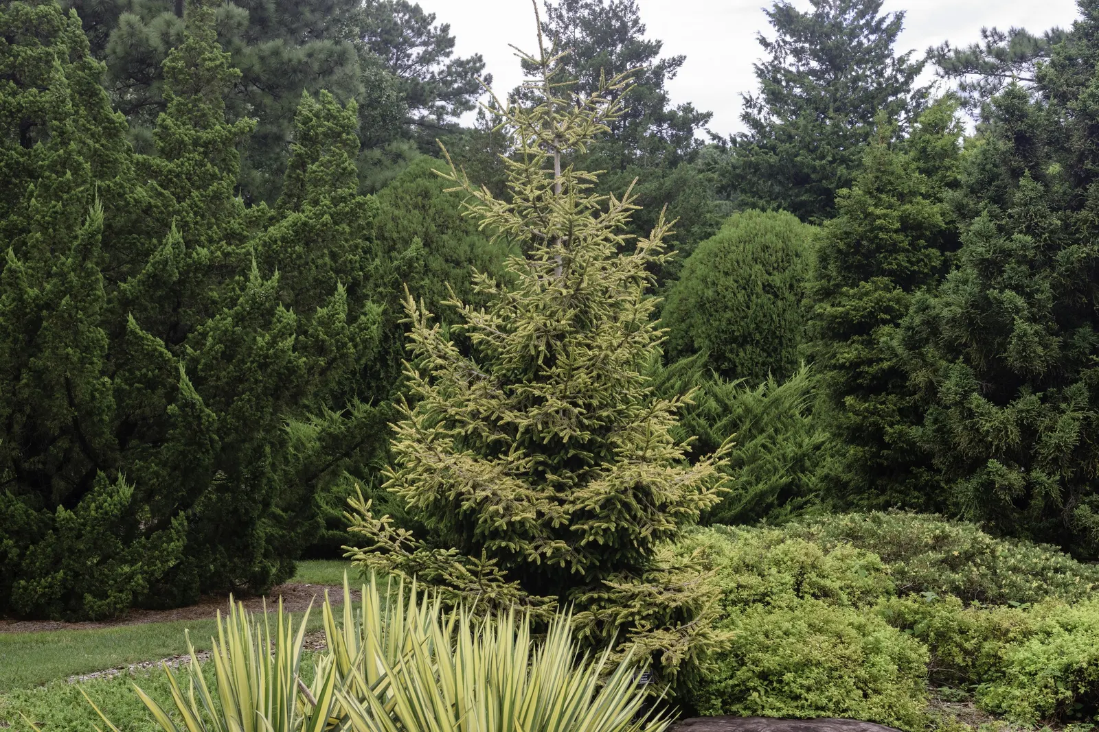 Oriental Spruce (Picea Orientalis) — Ideal for focal points and formal landscapes