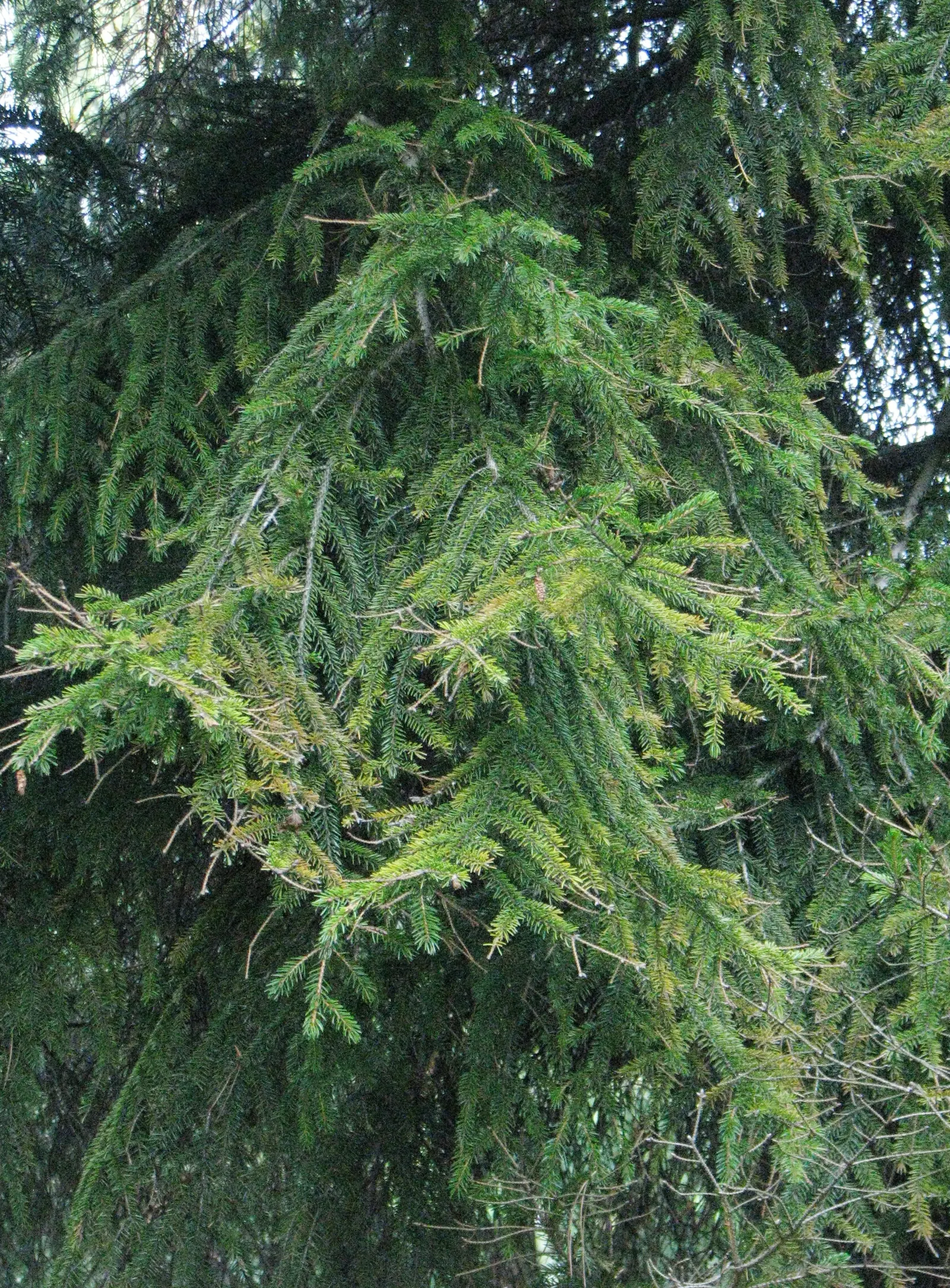 Oriental Spruce (Picea Orientalis) — Its dark green needles, measuring about 0.5 inches long, are arrayed on gracefully arching branches; purplish, image 50
