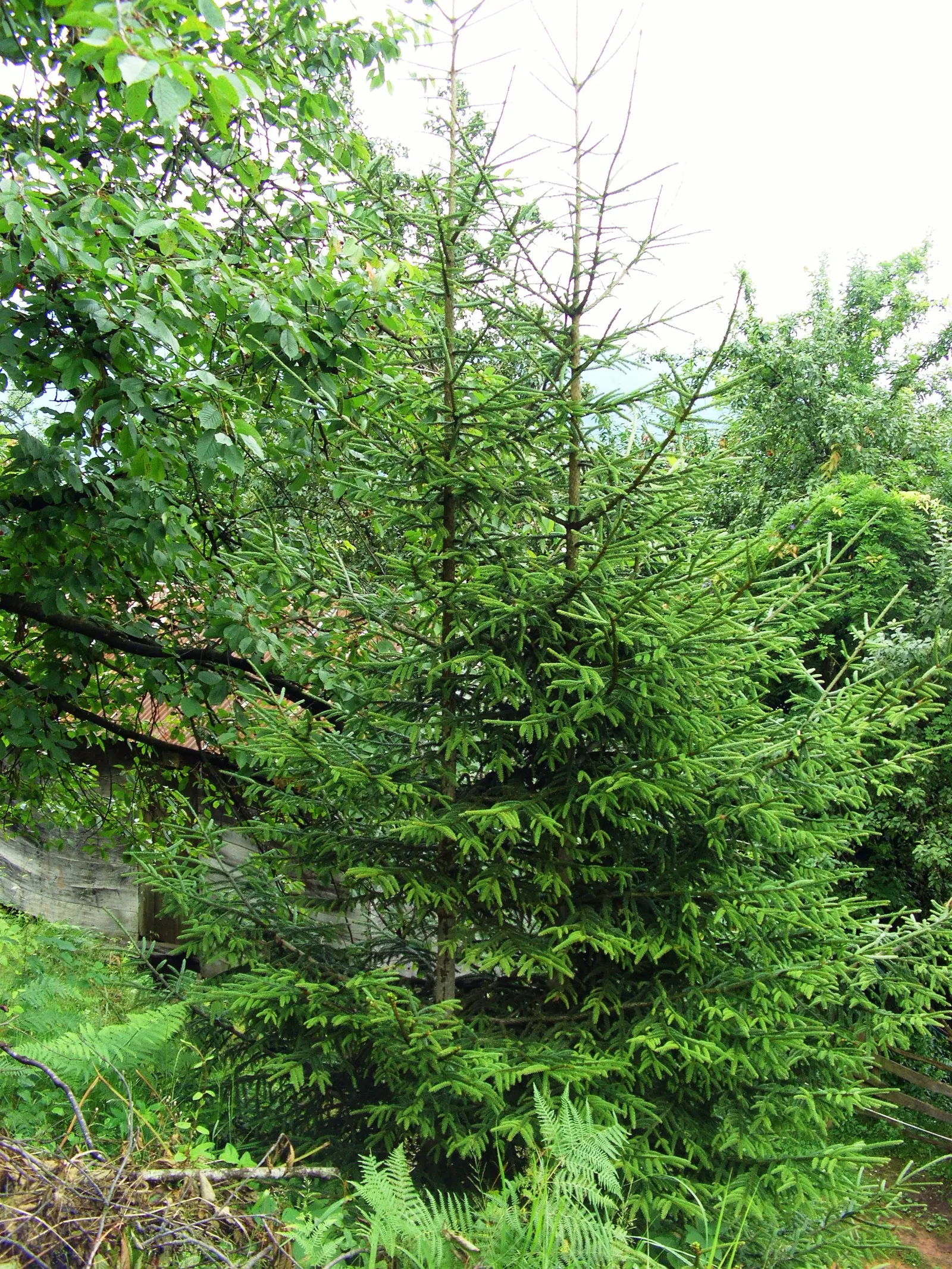 Oriental Spruce (Picea Orientalis) — acidic soil; it thrives in a spot with full to partial sunlight; this species is esteemed for its dense, image 45