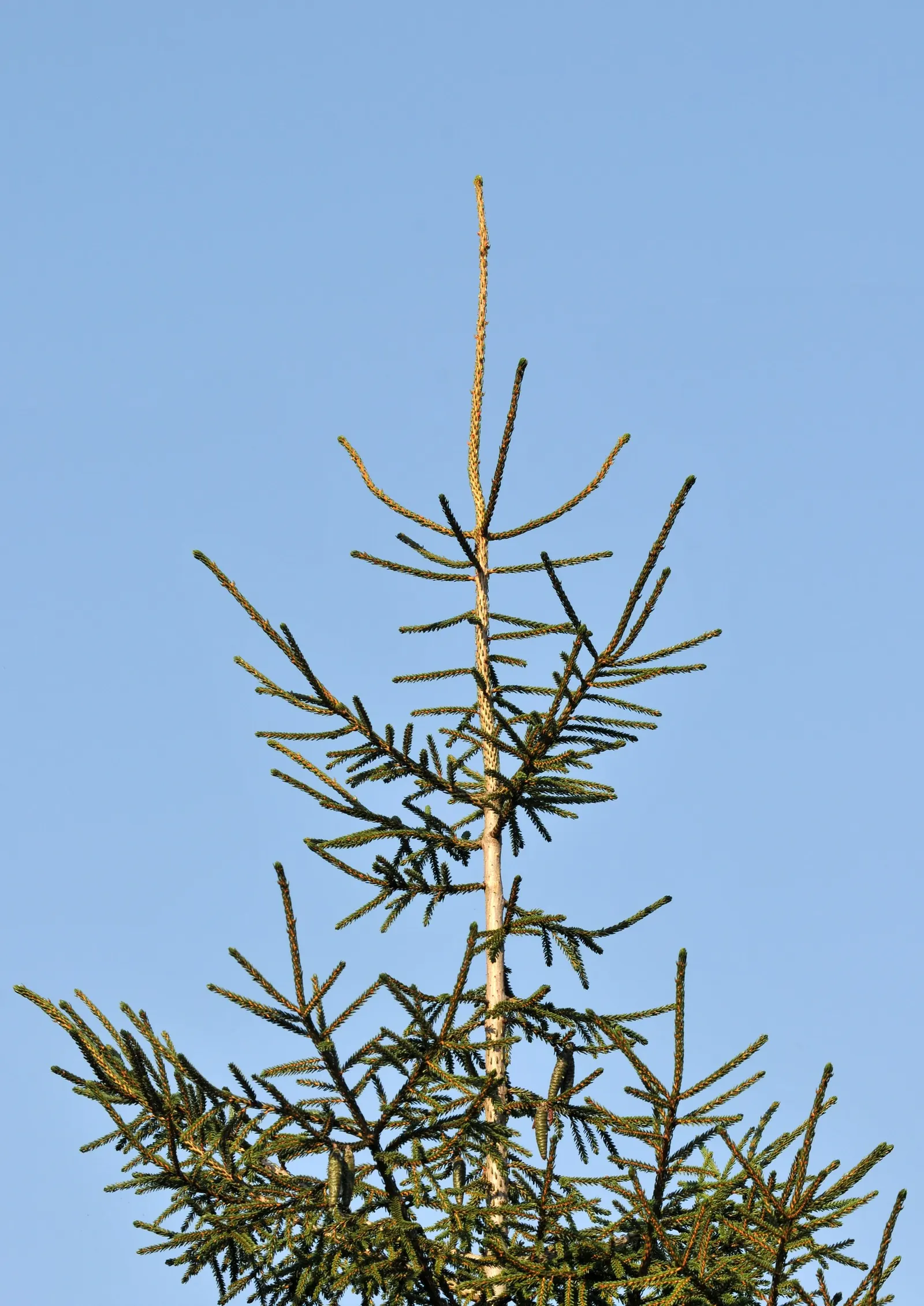 Oriental Spruce (Picea Orientalis) — purplish cones that mature to a lovely brown