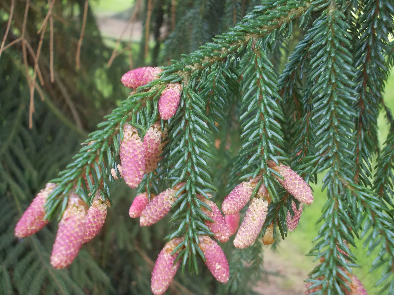 Oriental Spruce (Picea Orientalis) — this spruce variety boasts an array of petite