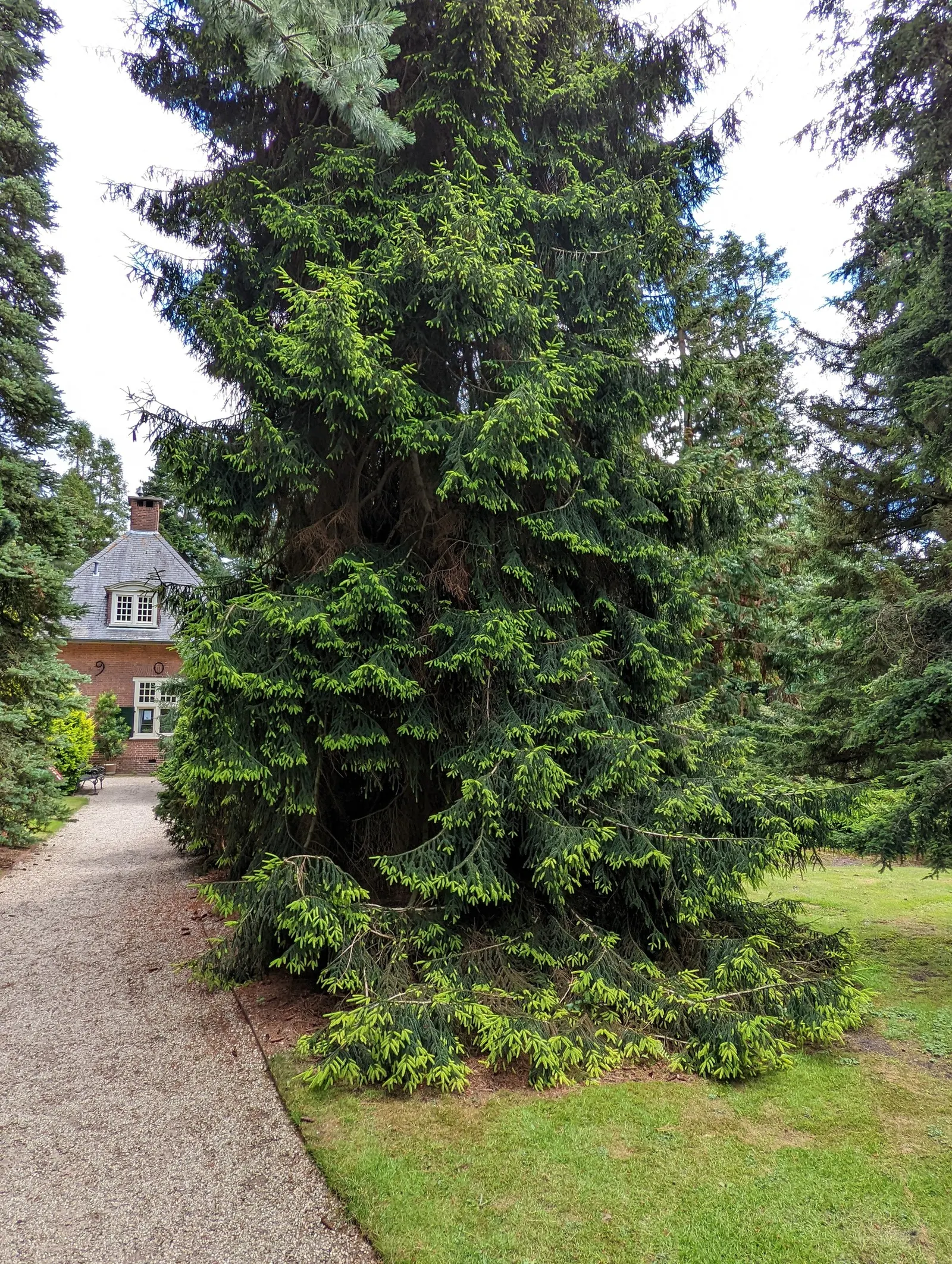 Oriental Spruce (Picea Orientalis) — this species is esteemed for its dense; ideal for focal points and formal landscapes, image 56