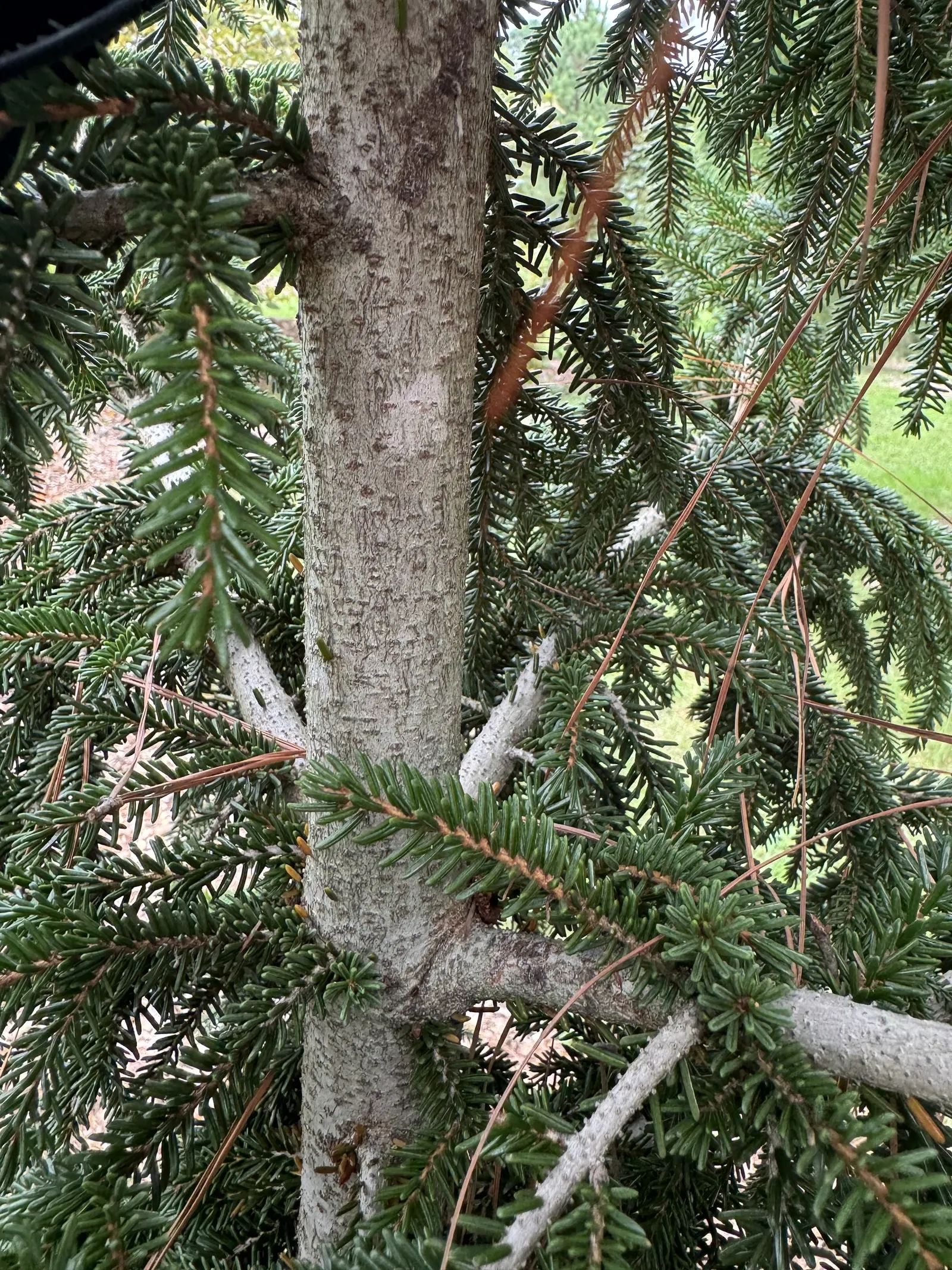 Oriental Spruce (Picea Orientalis) — acidic soil; it thrives in a spot with full to partial sunlight; this species is esteemed for its dense