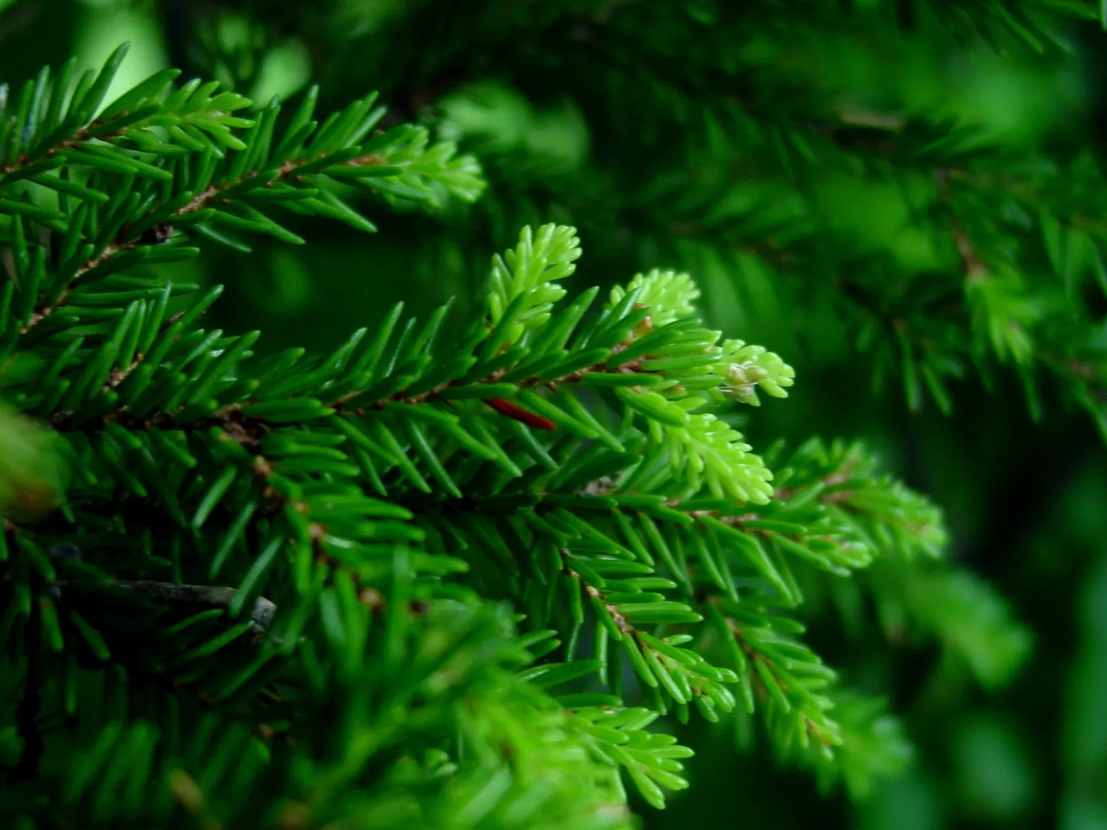 Oriental Spruce (Picea Orientalis) — symmetrical growth habit and pyramidal shape; the Oriental Spruce demands well-drained, image 41