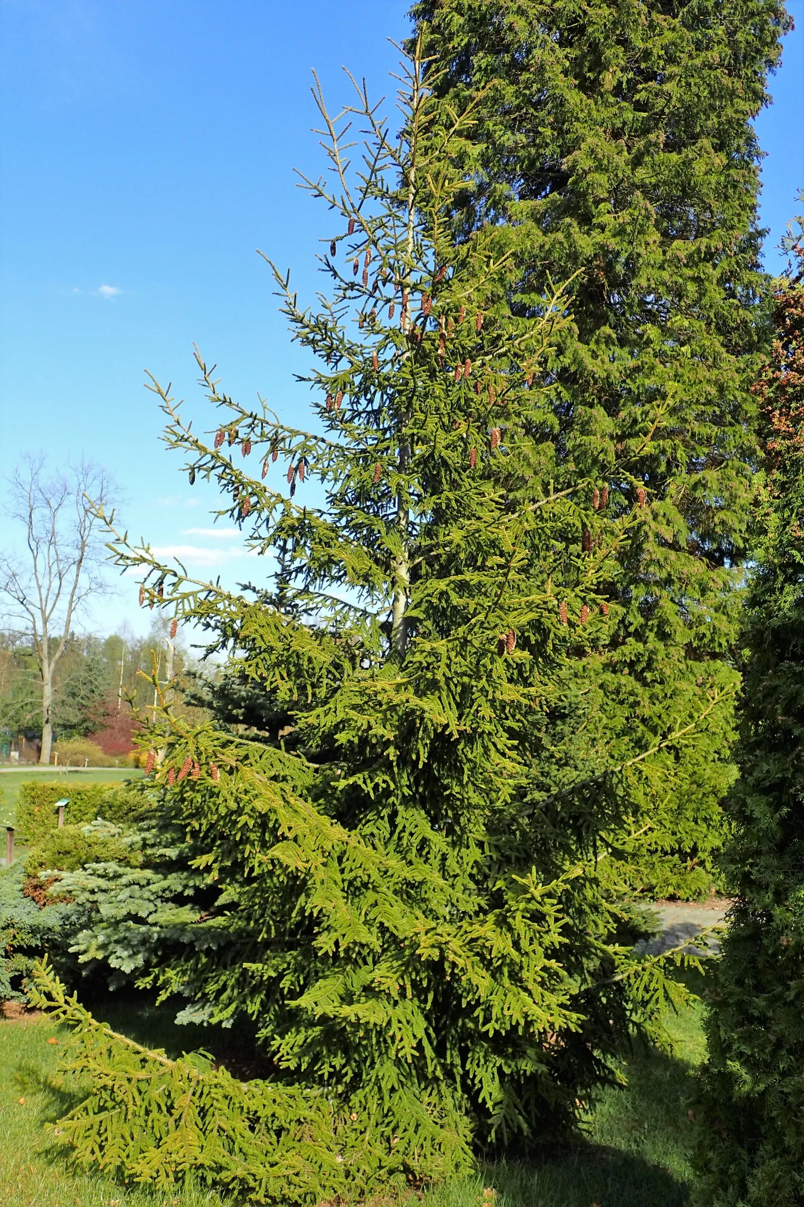 Oriental Spruce (Picea Orientalis) — Its dark green needles, measuring about 0.5 inches long, are arrayed on gracefully arching branches