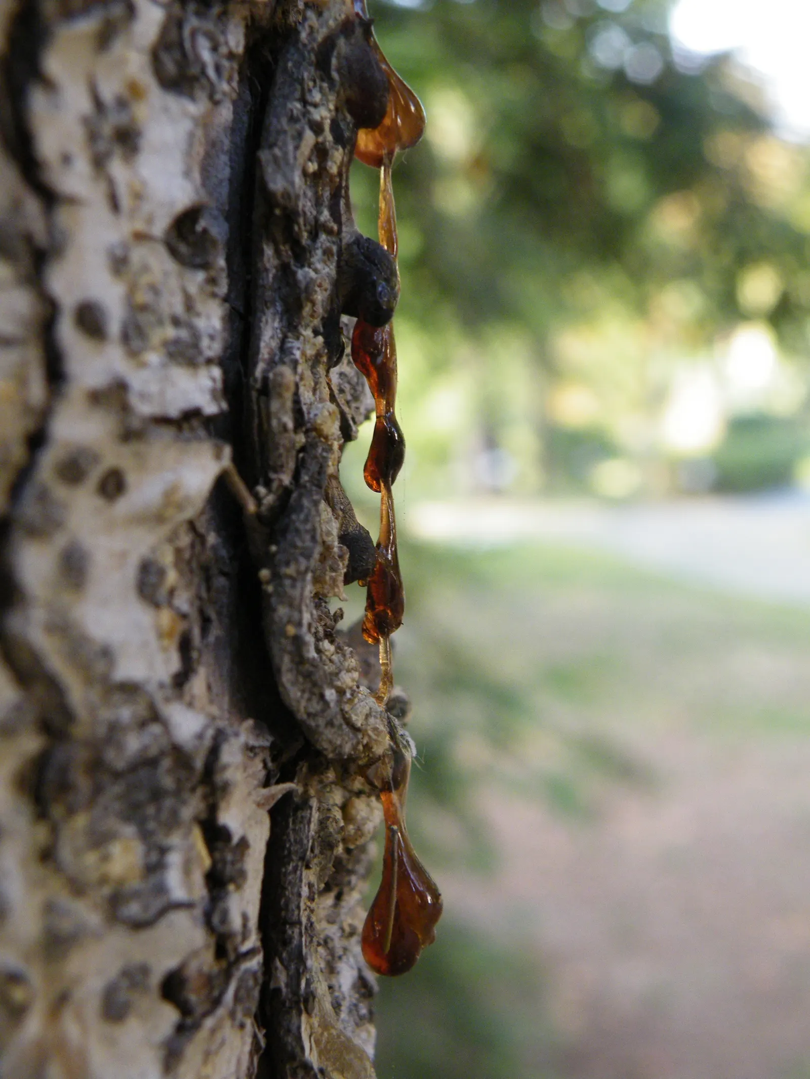 Oriental Spruce (Picea Orientalis) — Hailing from the Eastern Black Sea region; provide this tree with an occasional deep watering during dry spells, image 39