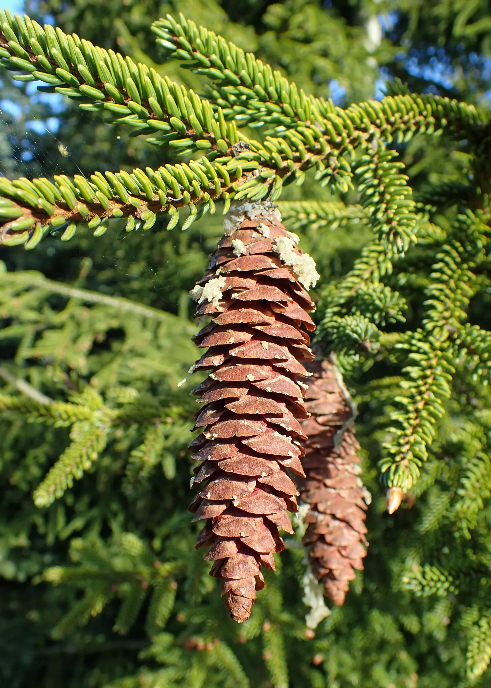 Oriental Spruce (Picea Orientalis) — Hardy in Zones 4-7, it thrives in full sun to partial shade and prefers well-drained soil; symmetrical growth, image 36