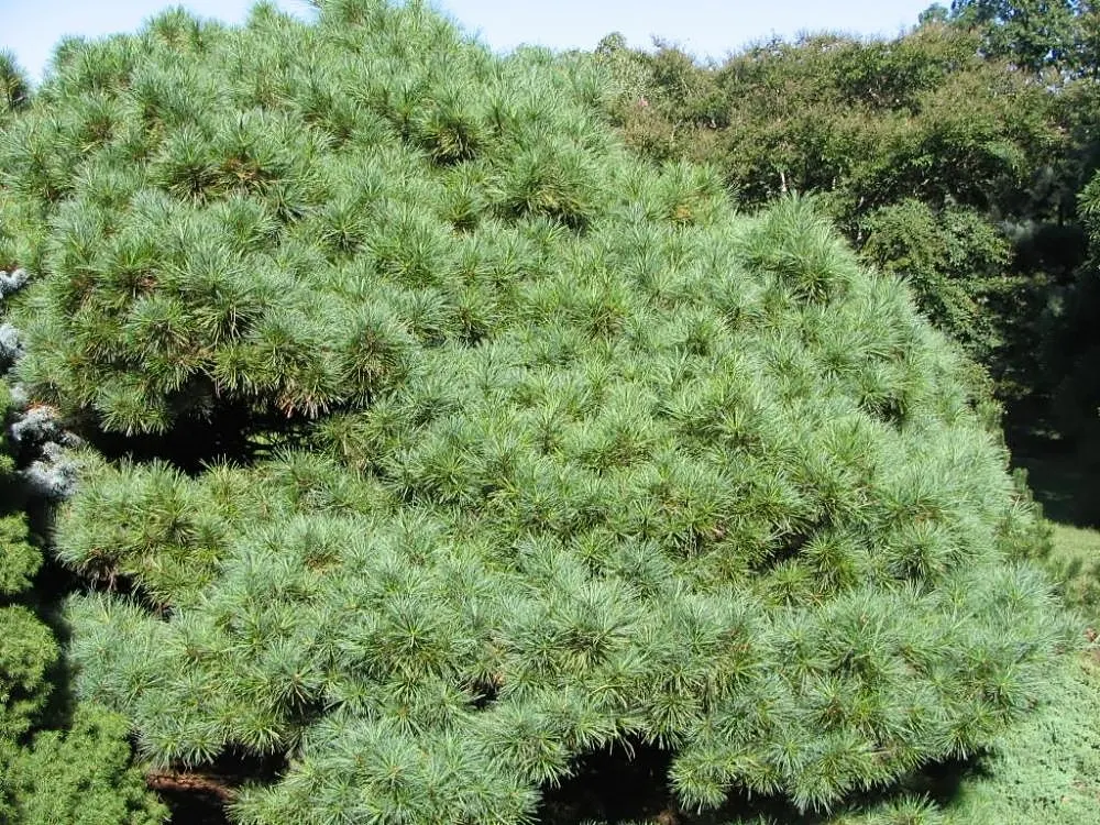 Oriental Spruce (Picea Orientalis) — this spruce variety boasts an array of petite; it reaches 50-60 feet in height and 20-30 feet in width, image 42