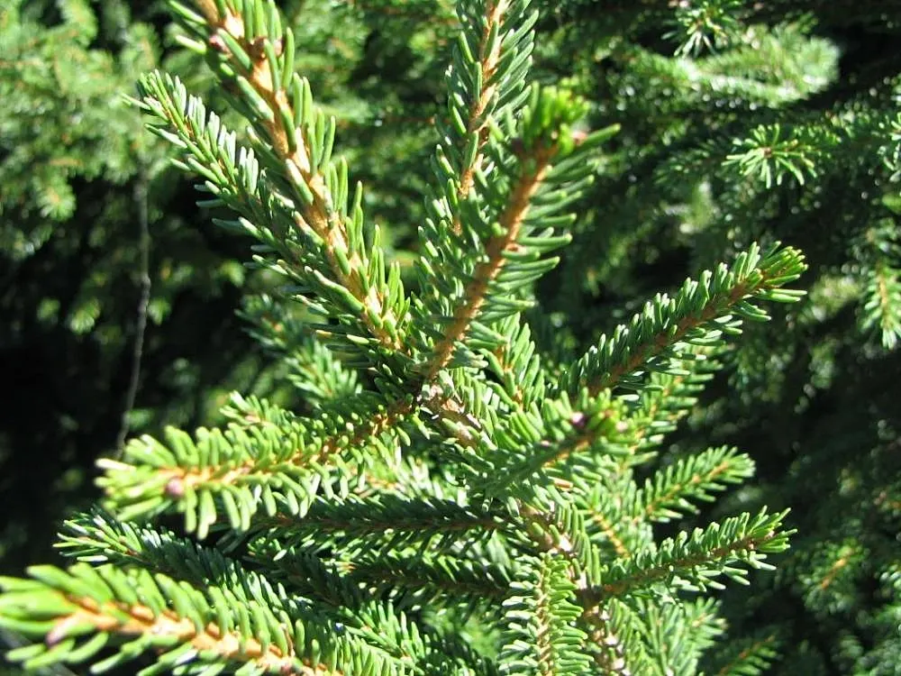 Oriental Spruce (Picea Orientalis) — and it will remain a resplendent fixture in your client's garden for many years to come; is a majestic conifer, image 47