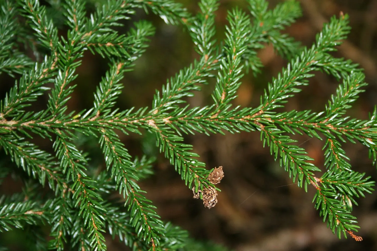 Oriental Spruce (Picea Orientalis) — conifer / tree for full or half; acidic soil; it thrives in a spot with full to partial sunlight, image 48
