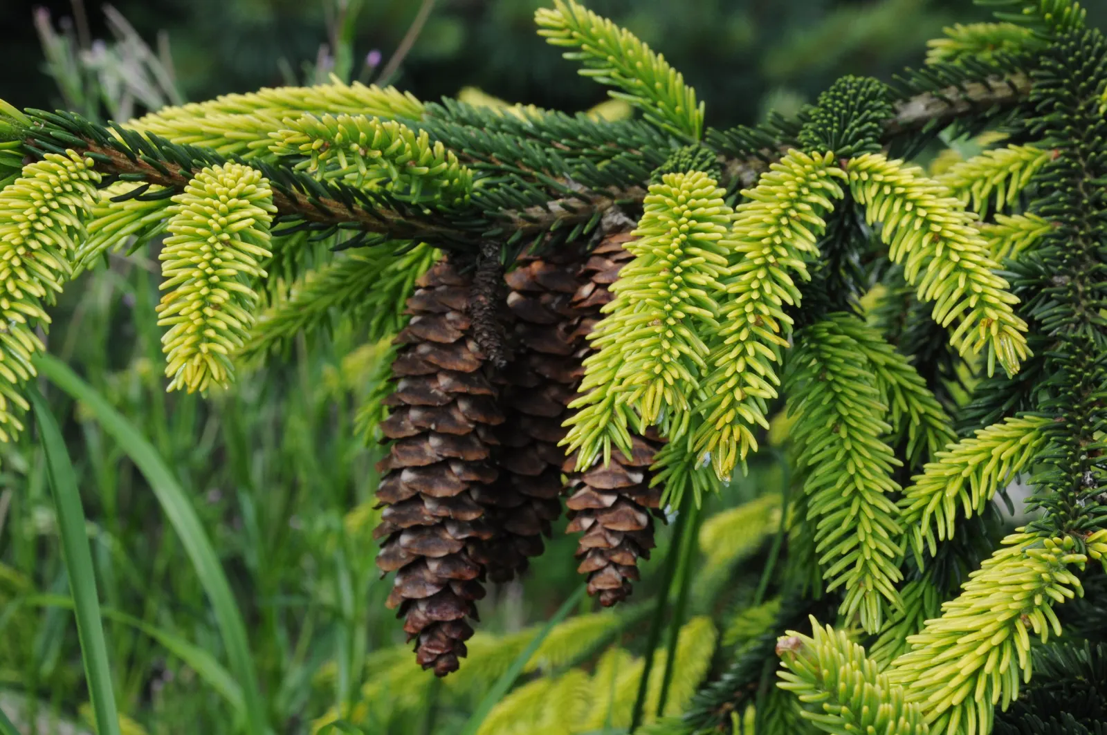 Oriental Spruce (Picea Orientalis) — this spruce variety boasts an array of petite; it reaches 50-60 feet in height and 20-30 feet in width