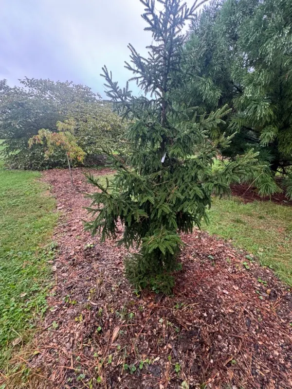 Oriental Spruce (Picea Orientalis) — it reaches 50-60 feet in height and 20-30 feet in width