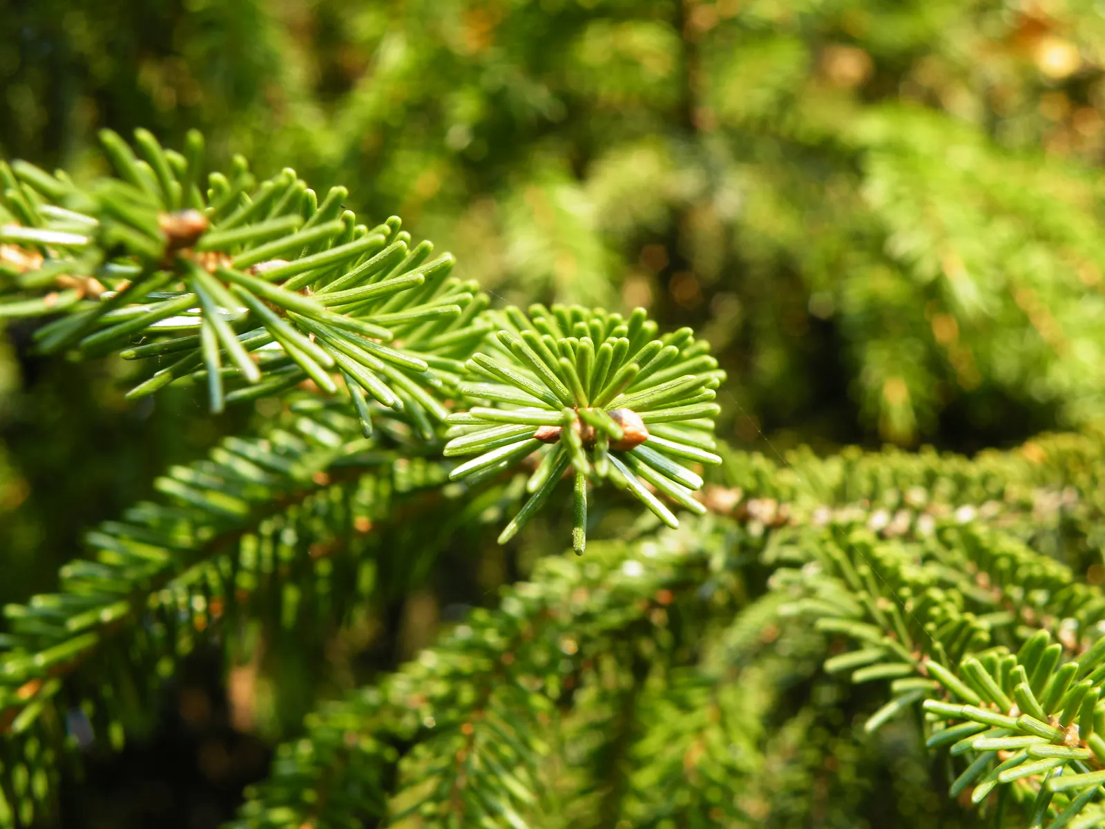 Oriental Spruce (Picea Orientalis) — Its dark green needles, measuring about 0.5 inches long, are arrayed on gracefully arching branches; purplish cones that