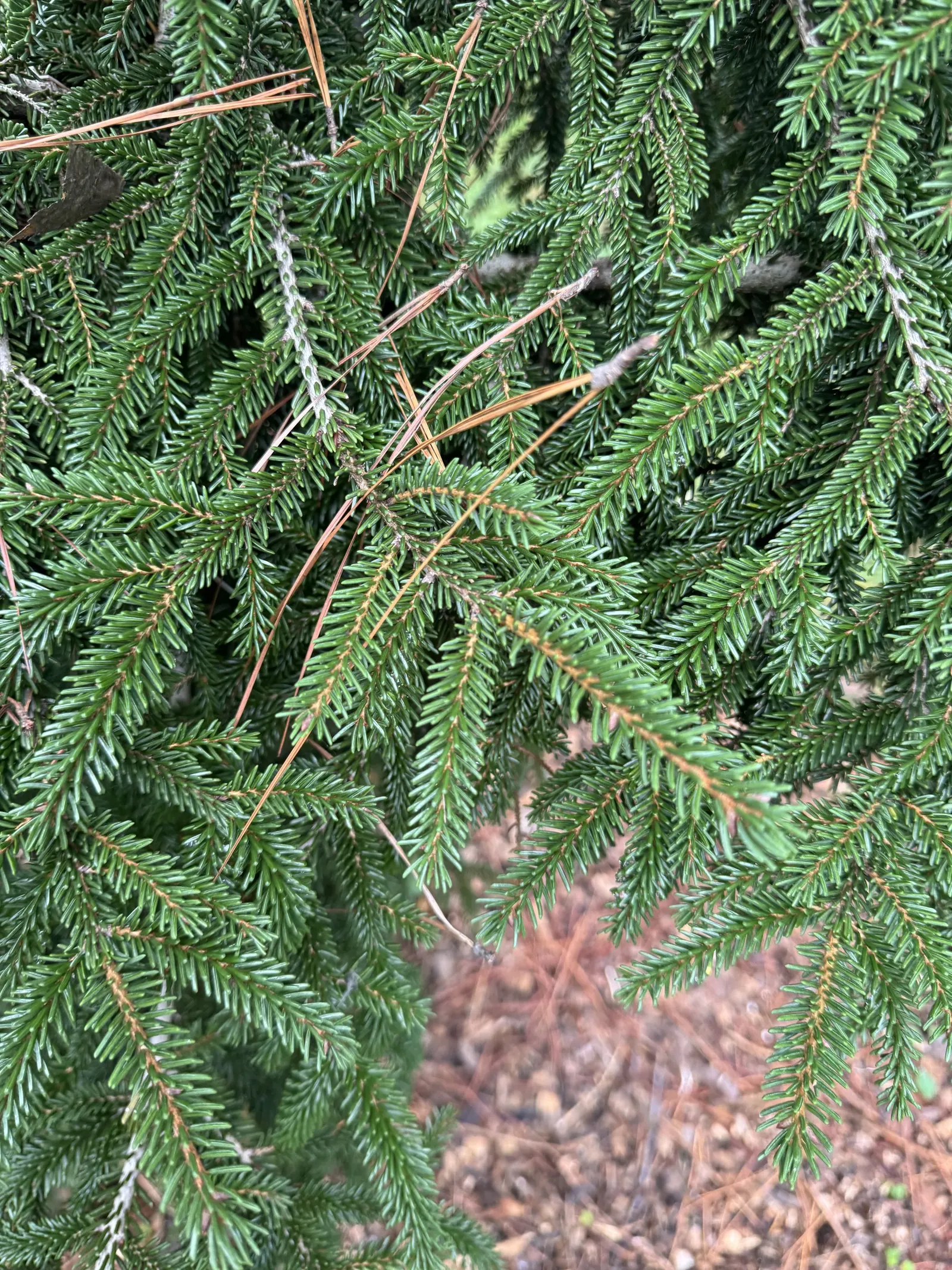 Oriental Spruce (Picea Orientalis) — this species is esteemed for its dense; ideal for focal points and formal landscapes, image 40