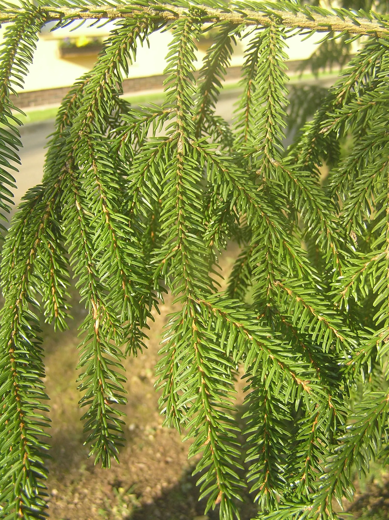 Oriental Spruce (Picea Orientalis) — is a majestic conifer that serves as an exquisite focal point in any landscape design; hailing from the, image 38