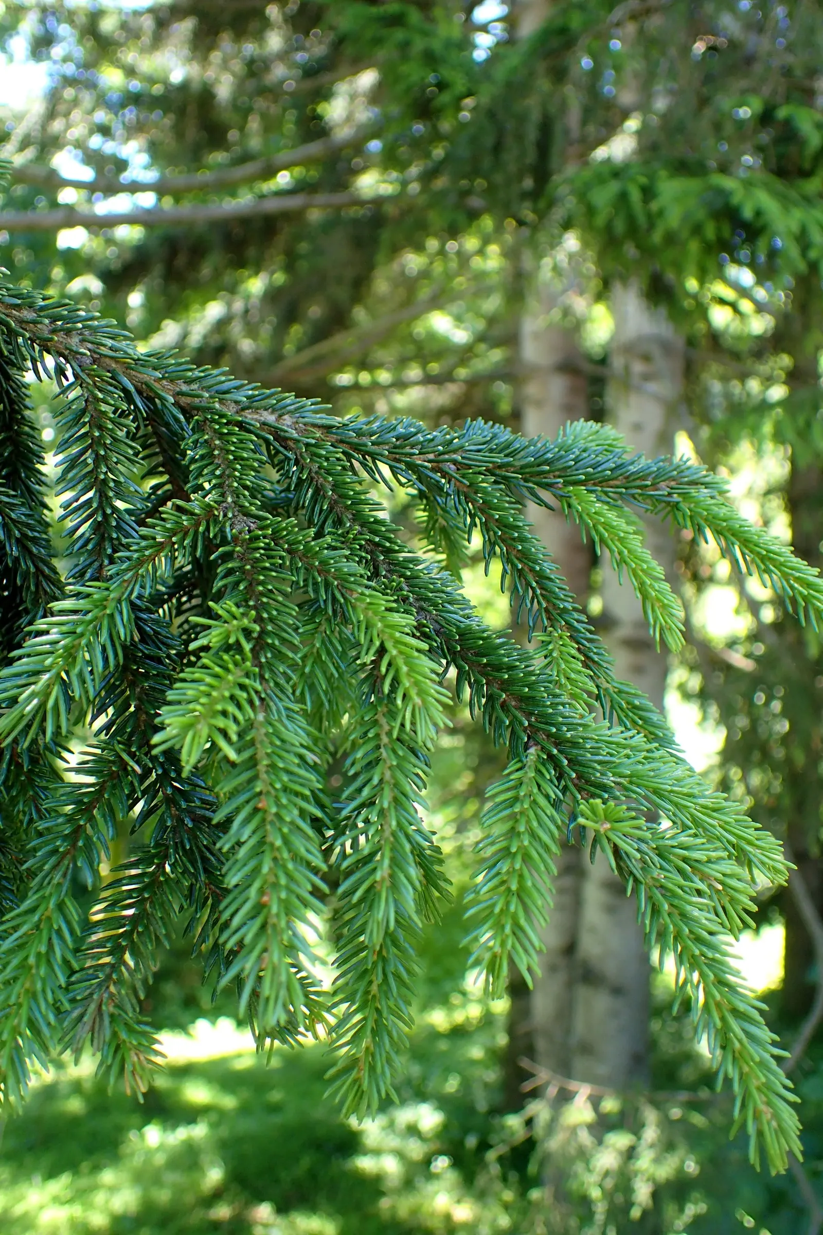 Oriental Spruce (Picea Orientalis) — The Oriental Spruce (Picea orientalis) is a majestic evergreen with dense, lush foliage; hardy in Zones 4-7, image 49