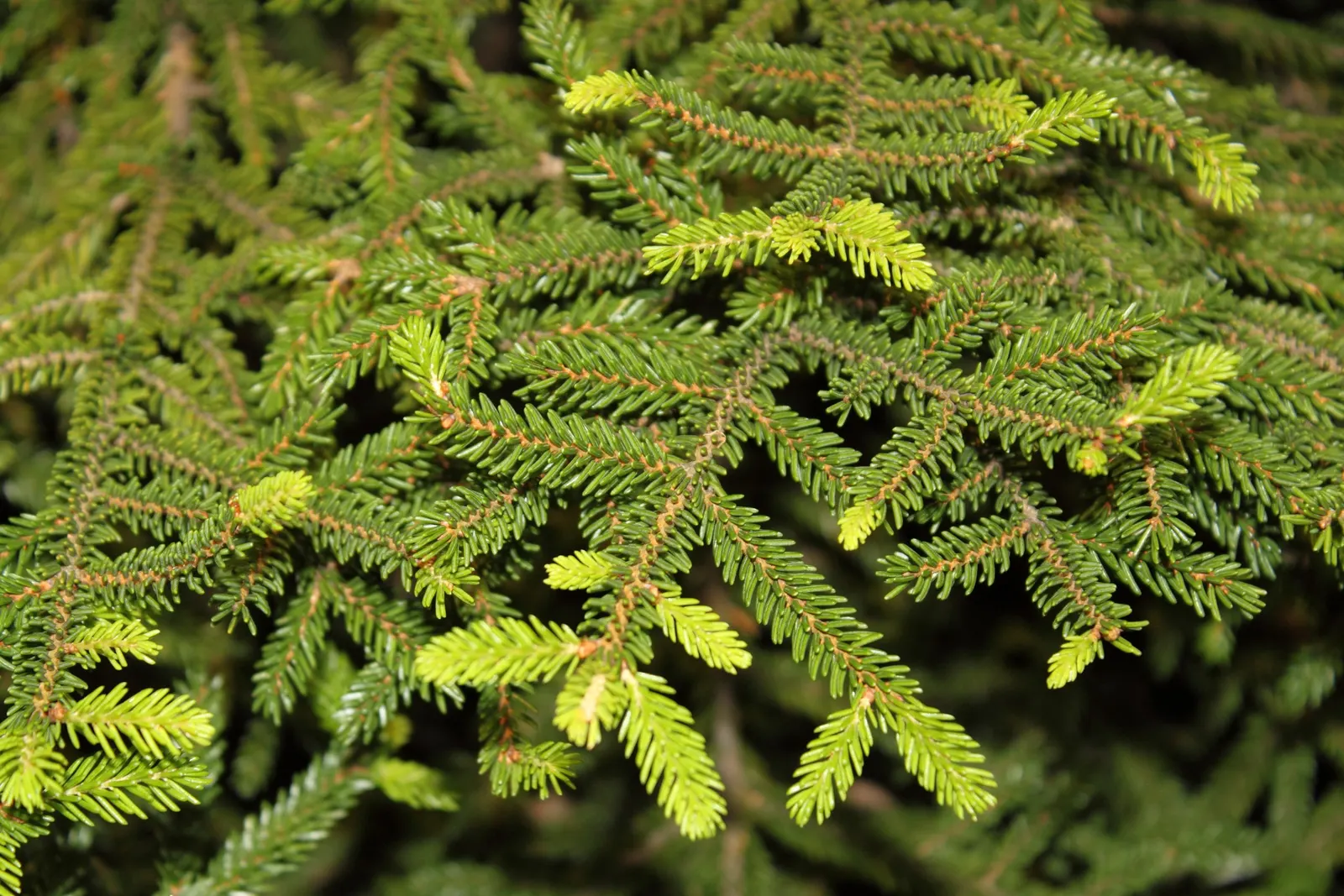 Oriental Spruce (Picea Orientalis) — symmetrical growth habit and pyramidal shape; the Oriental Spruce demands well-drained