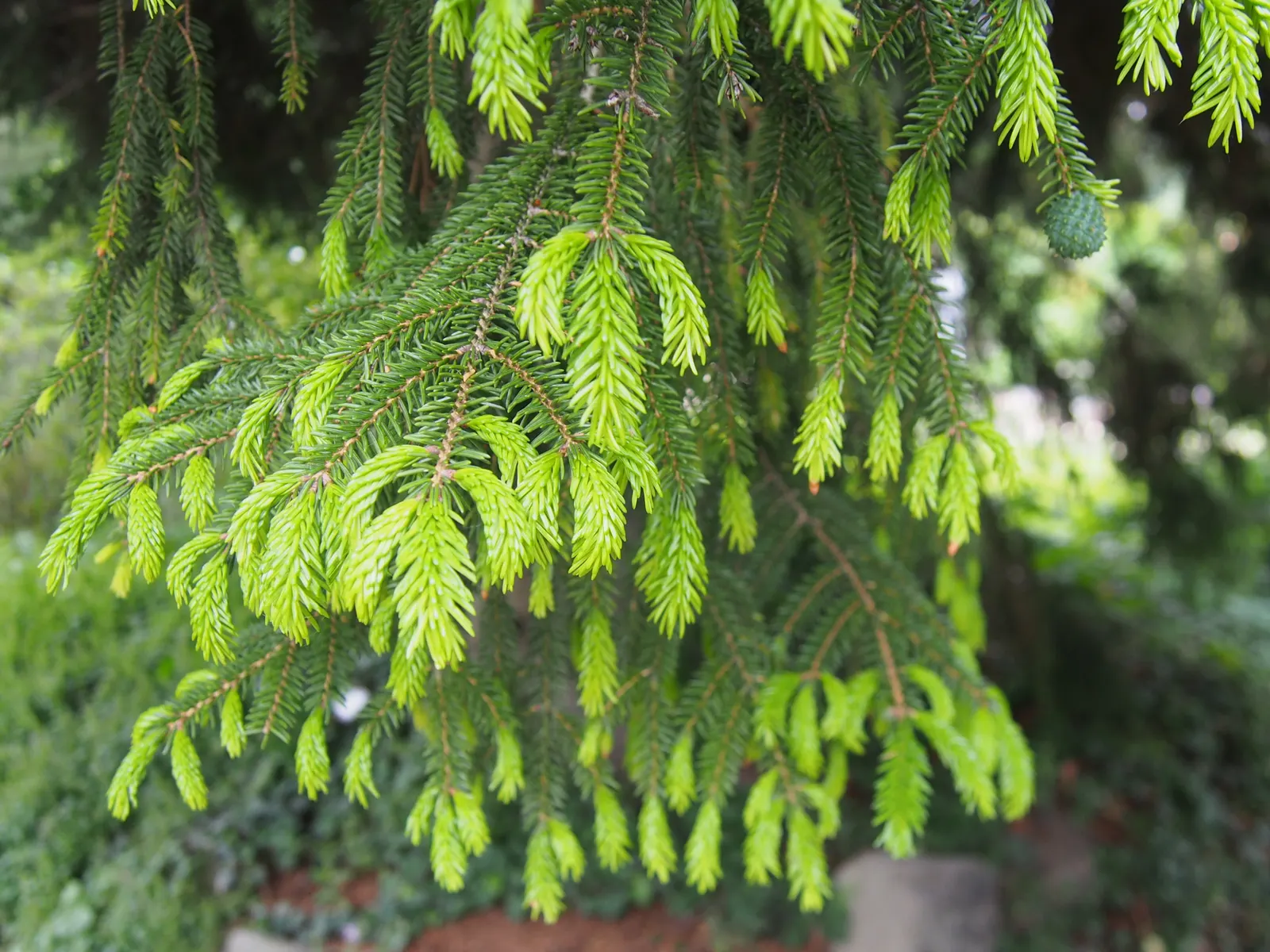 Oriental Spruce (Picea Orientalis) — and it will remain a resplendent fixture in your client's garden for many years to come; is a majestic conifer that serves