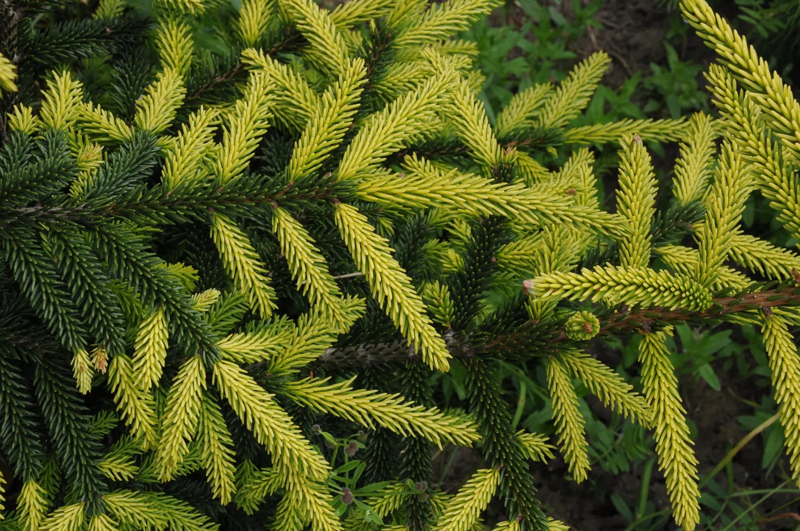 Oriental Spruce (Picea Orientalis) — acidic soil; it thrives in a spot with full to partial sunlight