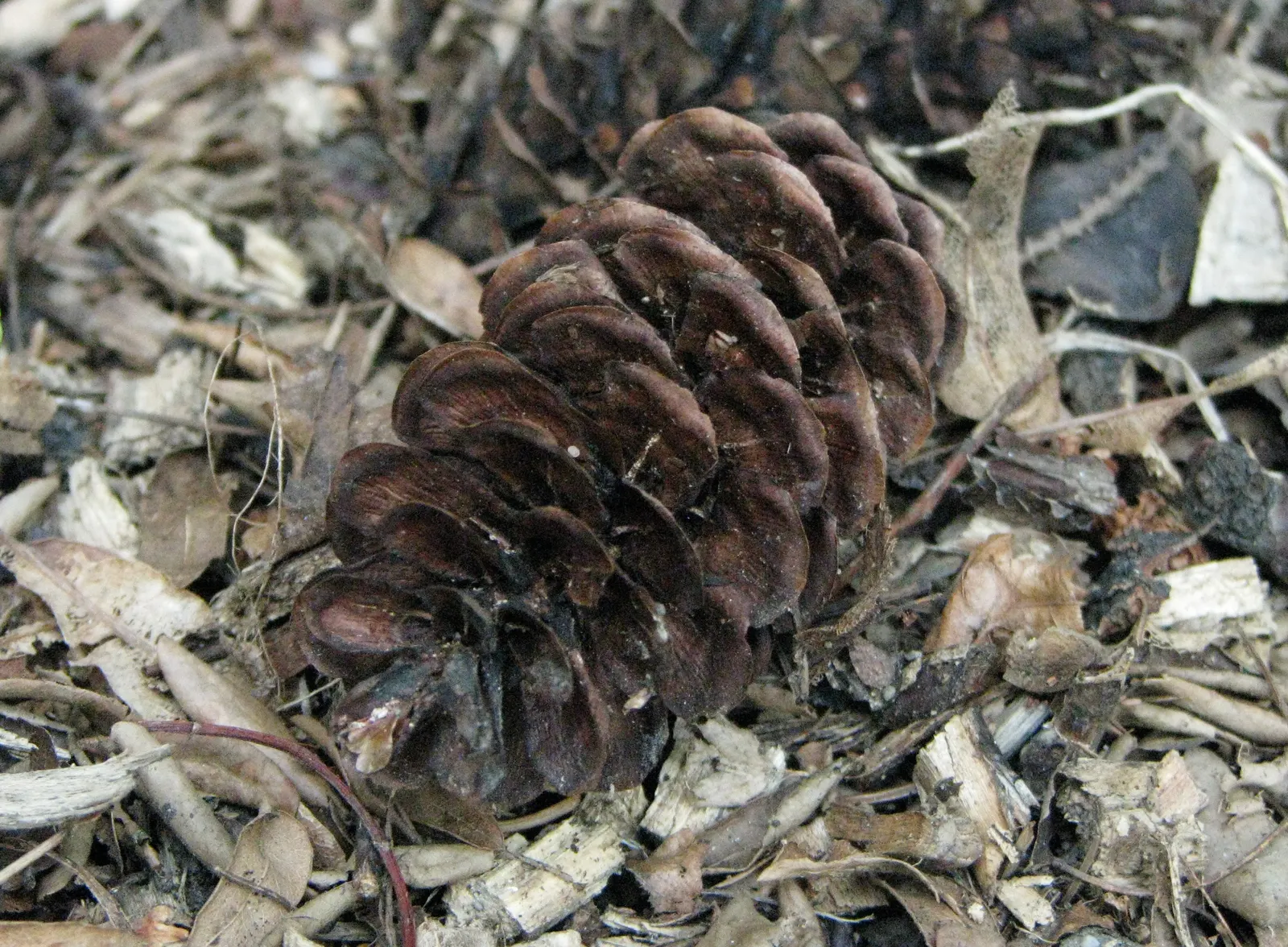 Oriental Spruce (Picea Orientalis) — Provide this tree with an occasional deep watering during dry spells; and it will remain a resplendent fixture, image 46