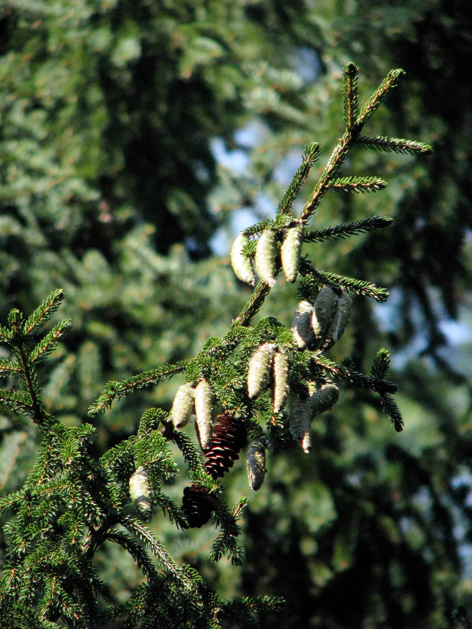 Oriental Spruce (Picea Orientalis) — symmetrical growth habit and pyramidal shape; the Oriental Spruce demands well-drained, image 57