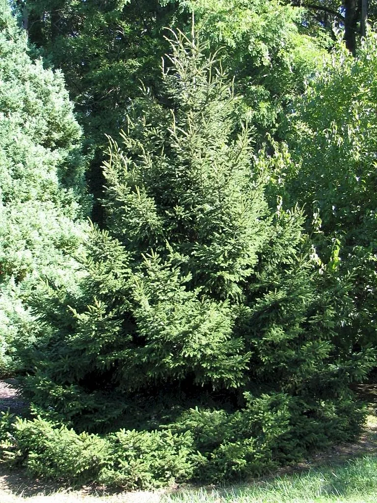 Oriental Spruce (Picea Orientalis) — The Oriental Spruce (Picea orientalis) is a majestic evergreen with dense, lush foliage