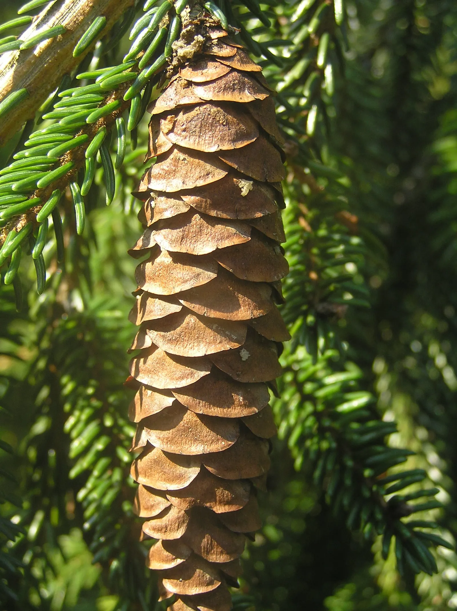 Oriental Spruce (Picea Orientalis) — Hardy in Zones 4-7, it thrives in full sun to partial shade and prefers well-drained soil; symmetrical growth habit and