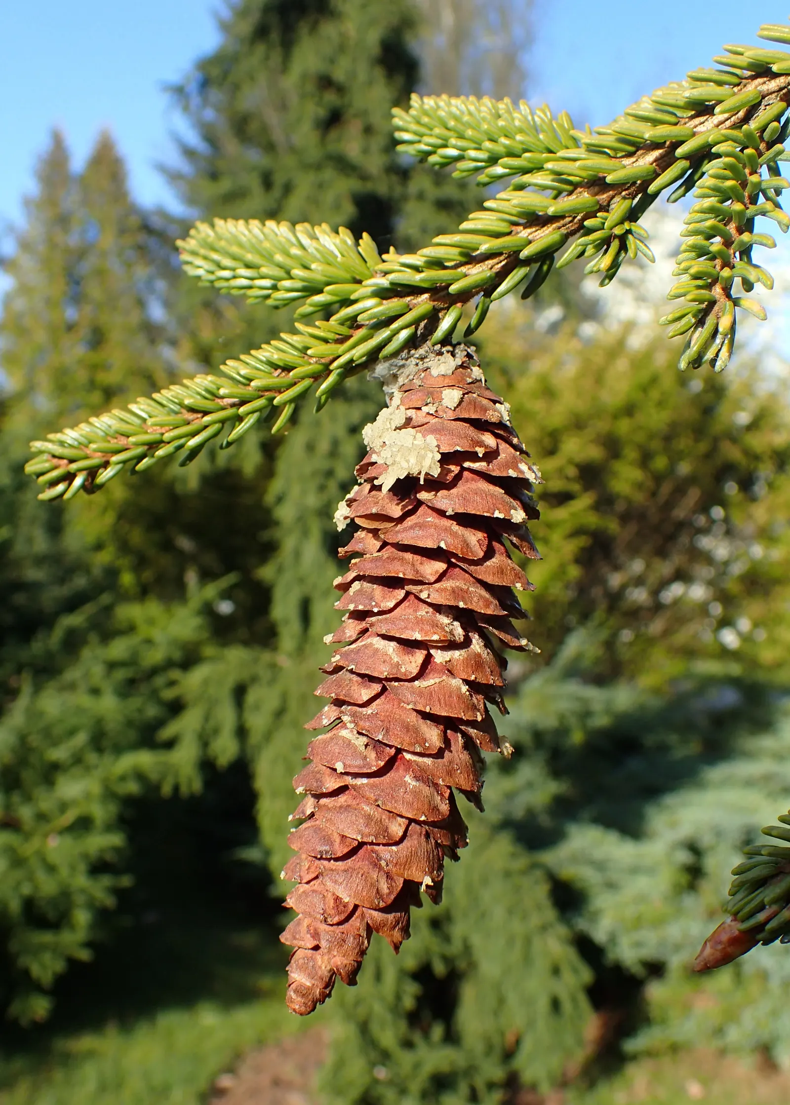 Oriental Spruce (Picea Orientalis) — it reaches 50-60 feet in height and 20-30 feet in width; its dark green needles, measuring about 0.5 inches, image 35