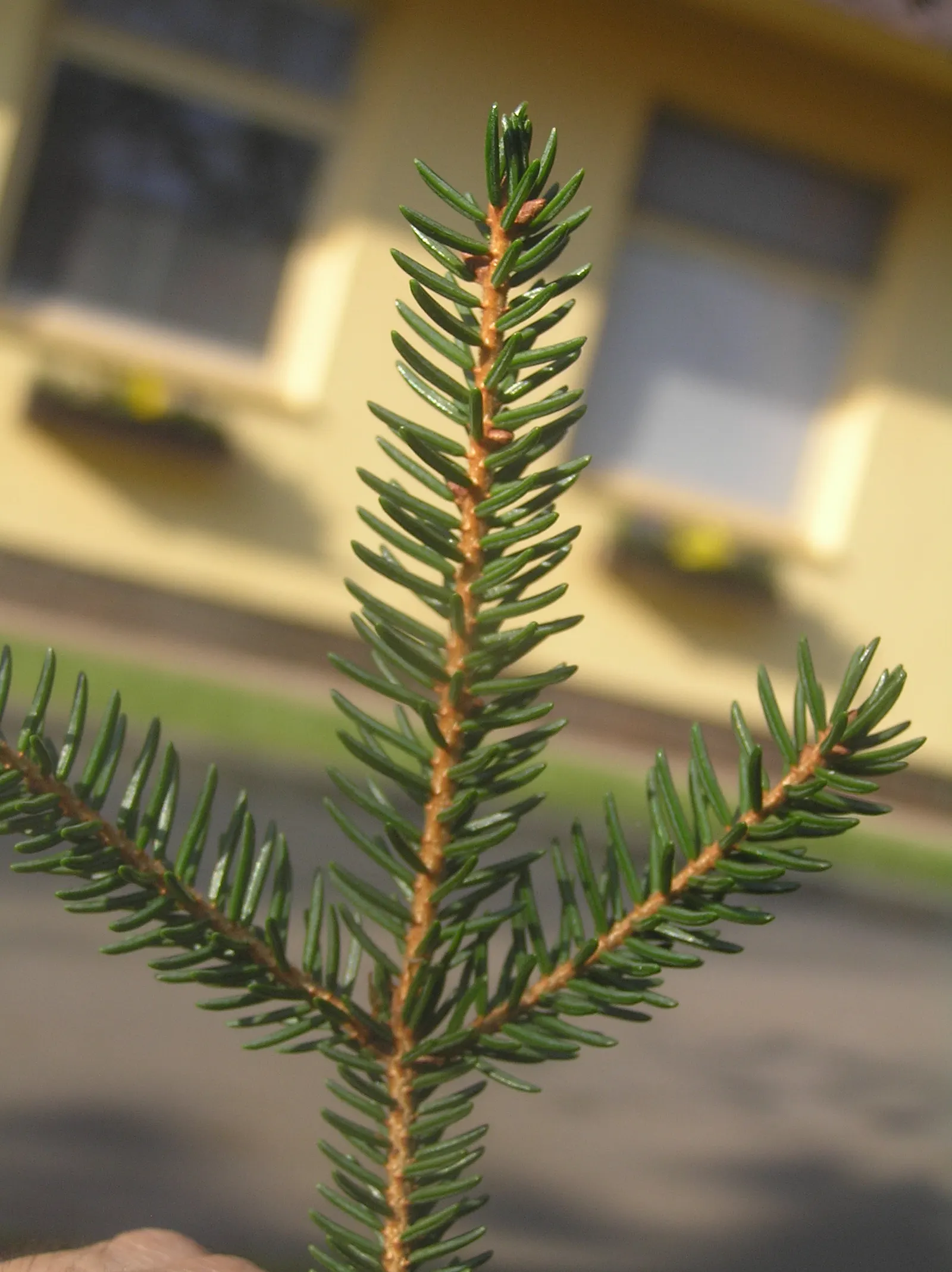 Oriental Spruce (Picea Orientalis) — The Oriental Spruce (Picea orientalis) is a majestic evergreen with dense, lush foliage; hardy in Zones 4-7, image 33