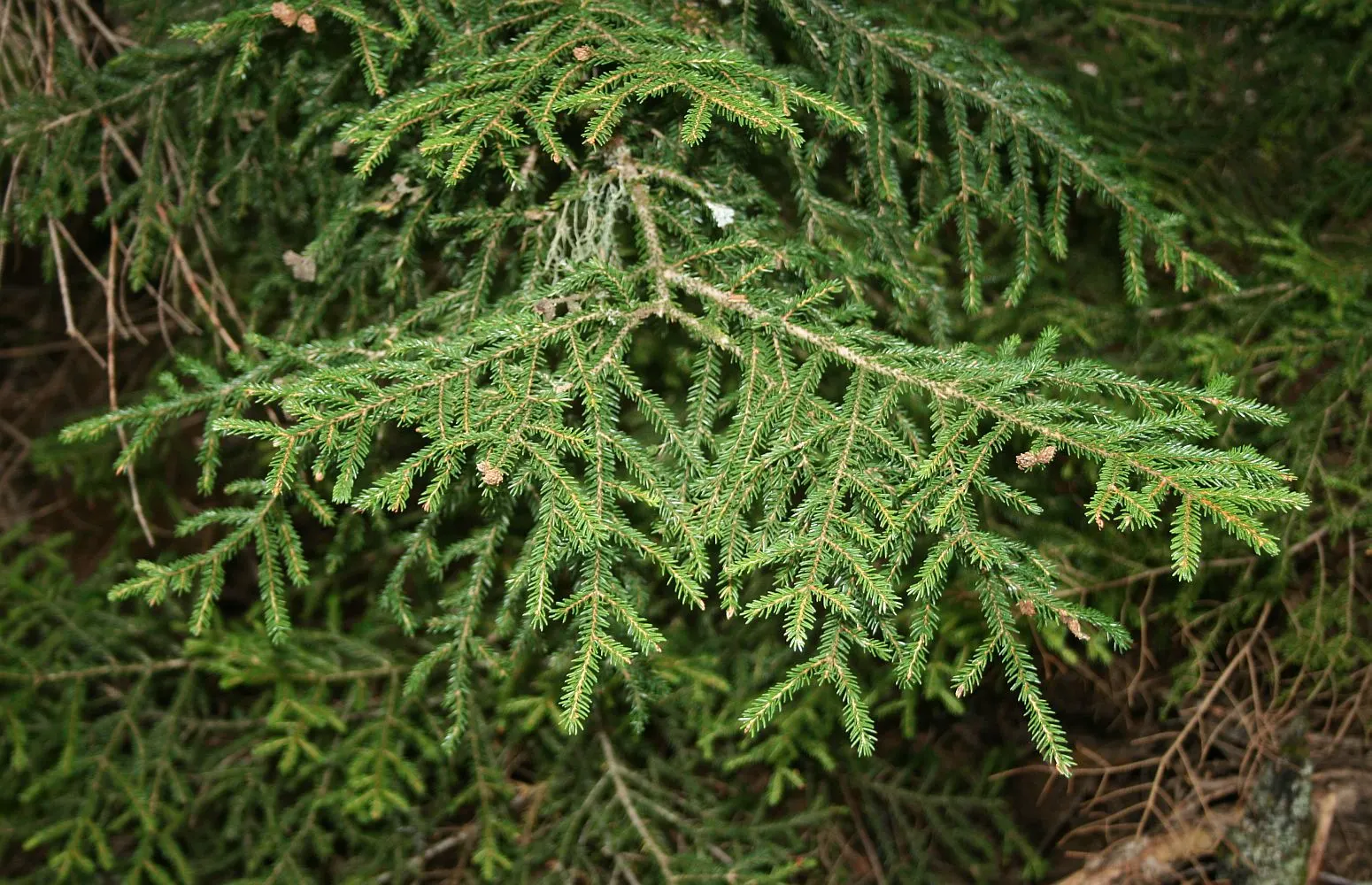 Oriental Spruce (Picea Orientalis) — Hailing from the Eastern Black Sea region; provide this tree with an occasional deep watering during dry spells, image 55