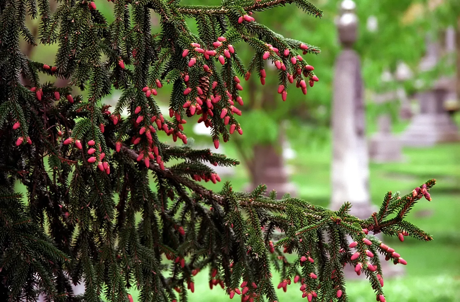 Oriental Spruce (Picea Orientalis) — Hailing from the Eastern Black Sea region; provide this tree with an occasional deep watering during dry spells