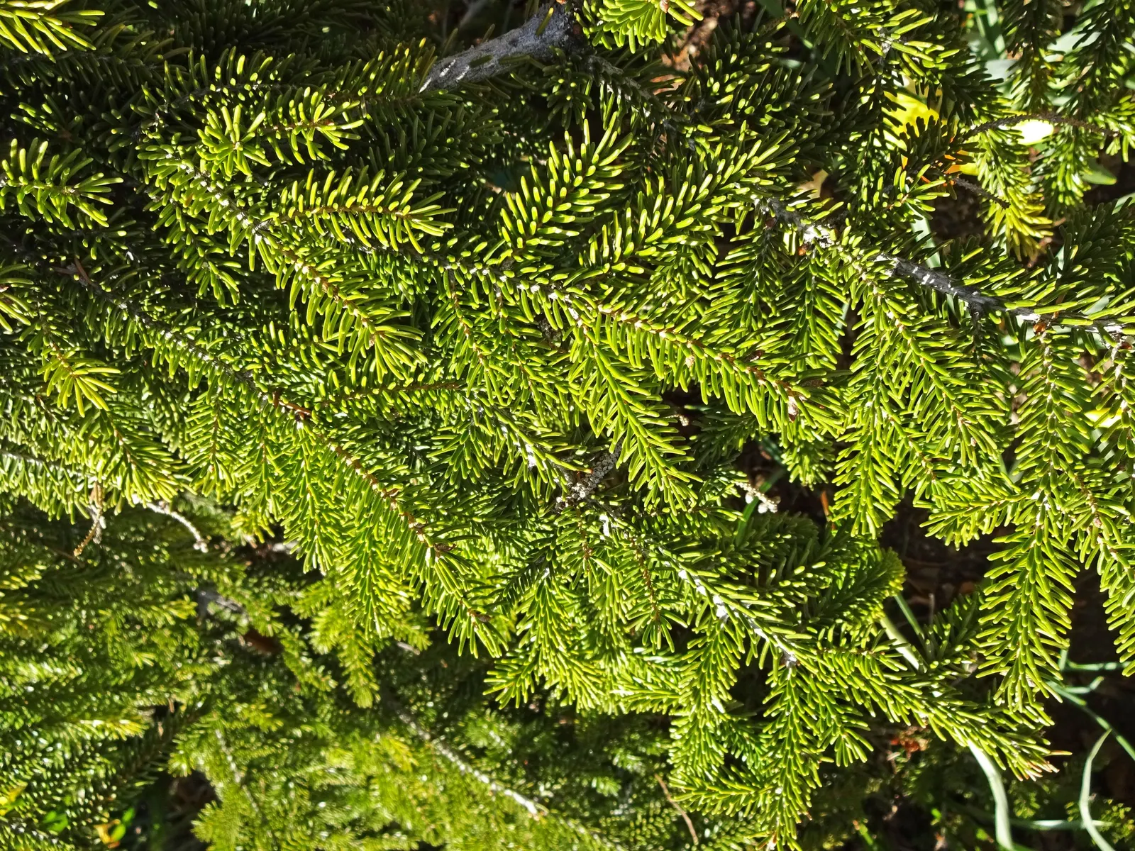 Oriental Spruce (Picea Orientalis) — conifer / tree for full or half